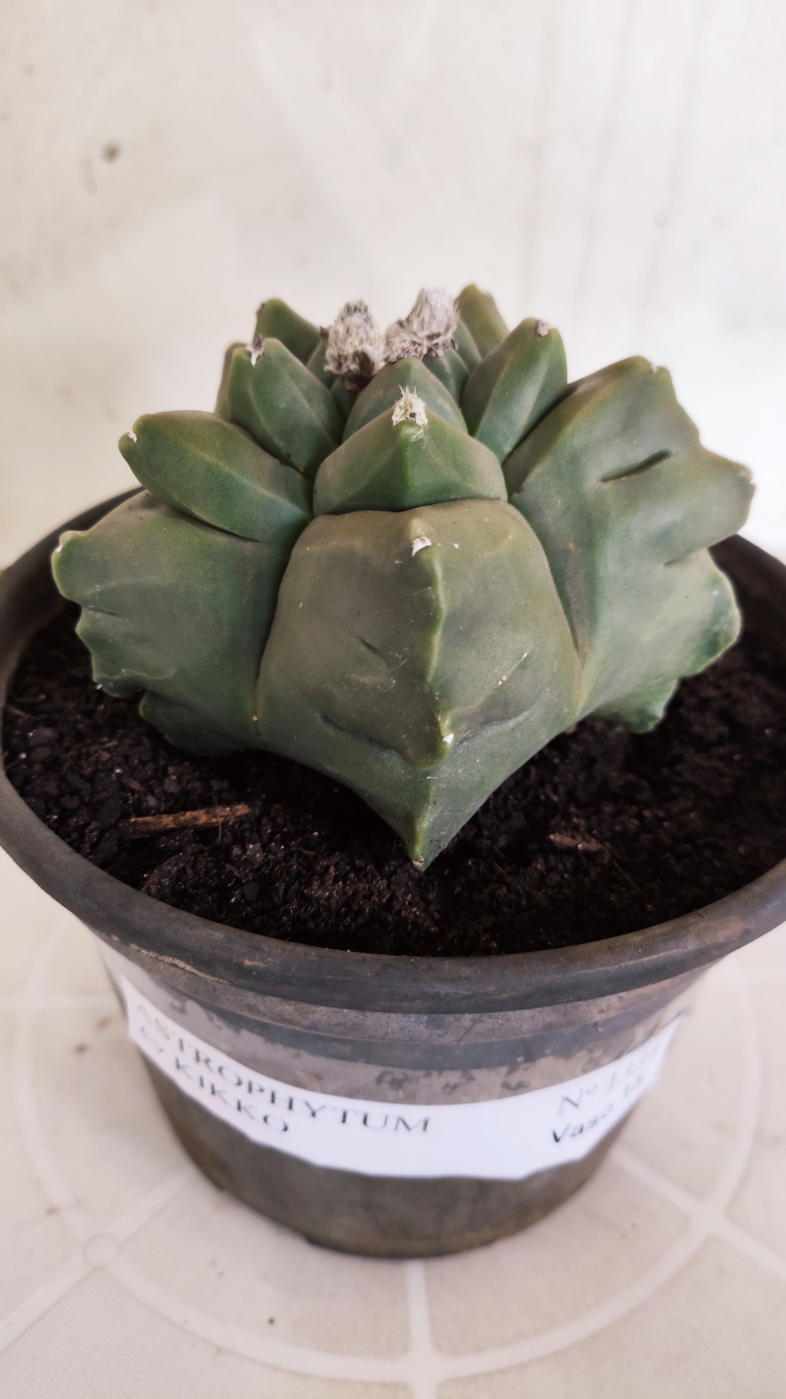 MATRIZ ASTROPHYTUM cv KIKKO   Nº 1334 – vaso 15