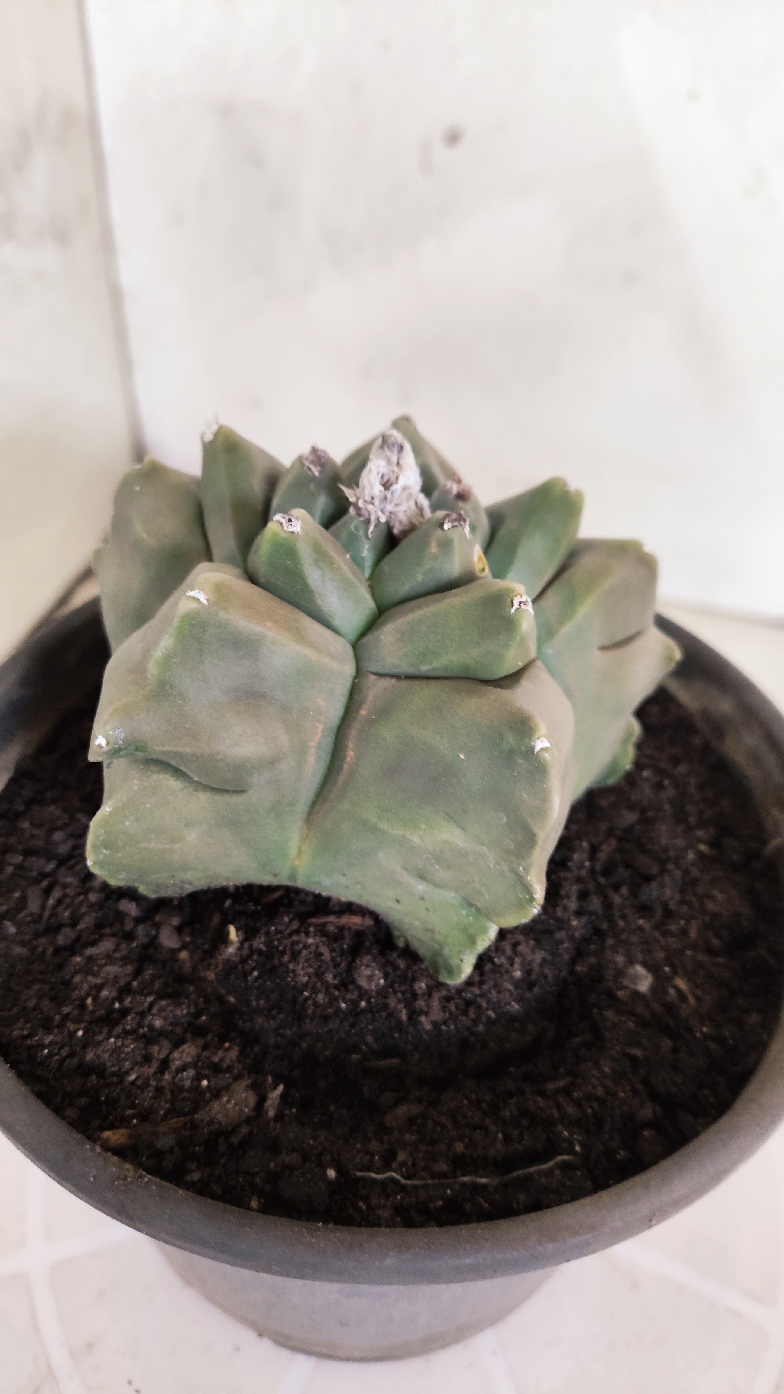 MATRIZ ASTROPHYTUM cv KIKKO   Nº 1334 – vaso 15