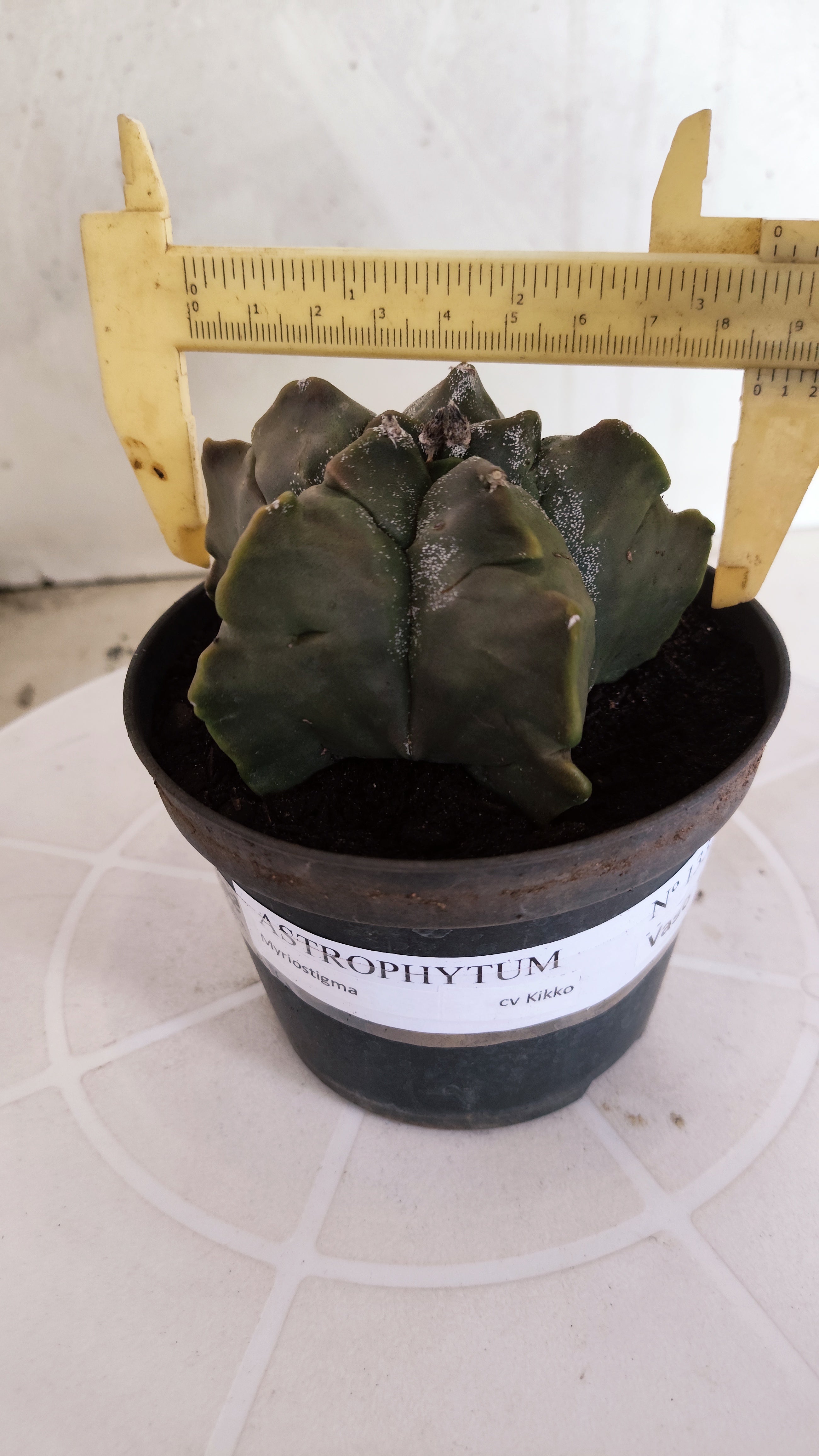 MATRIZ ASTROPHYTUM cv KIKKO   Nº 1334 – vaso 15