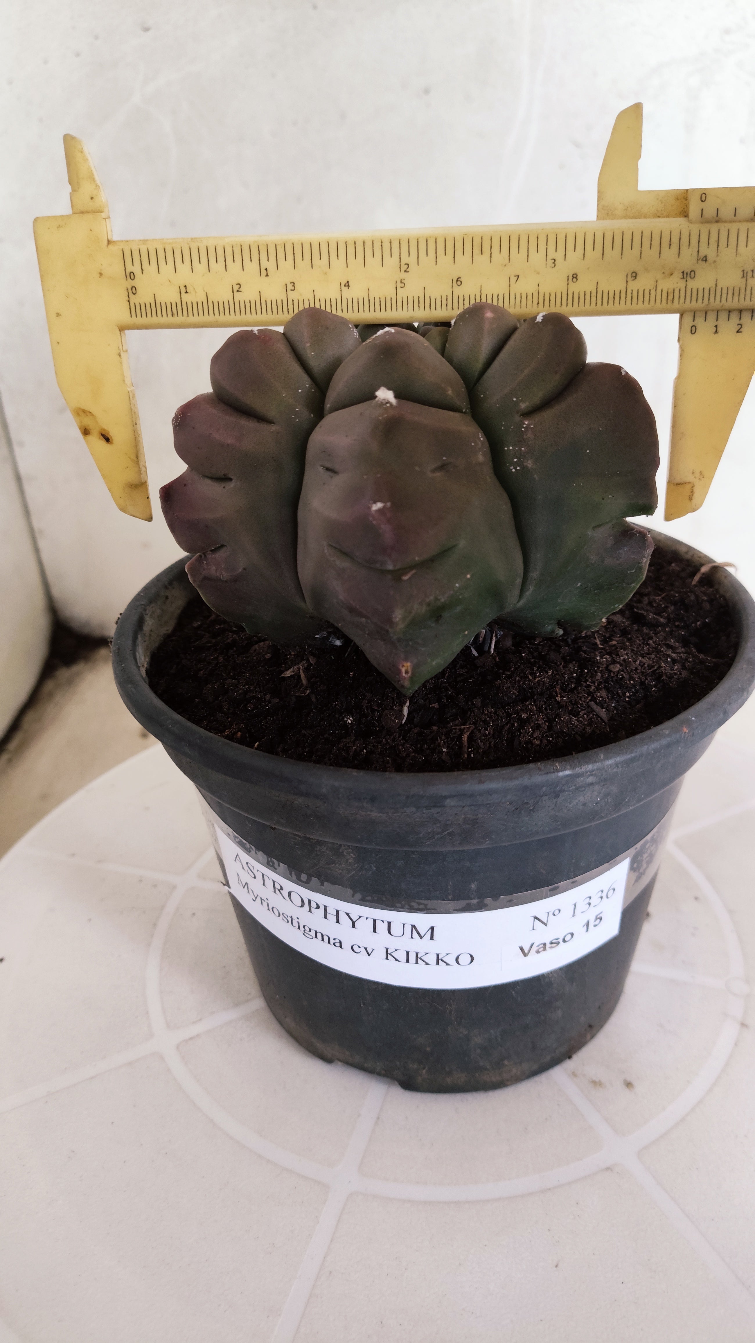 MATRIZ ASTROPHYTUM cv KIKKO   Nº 1334 – vaso 15