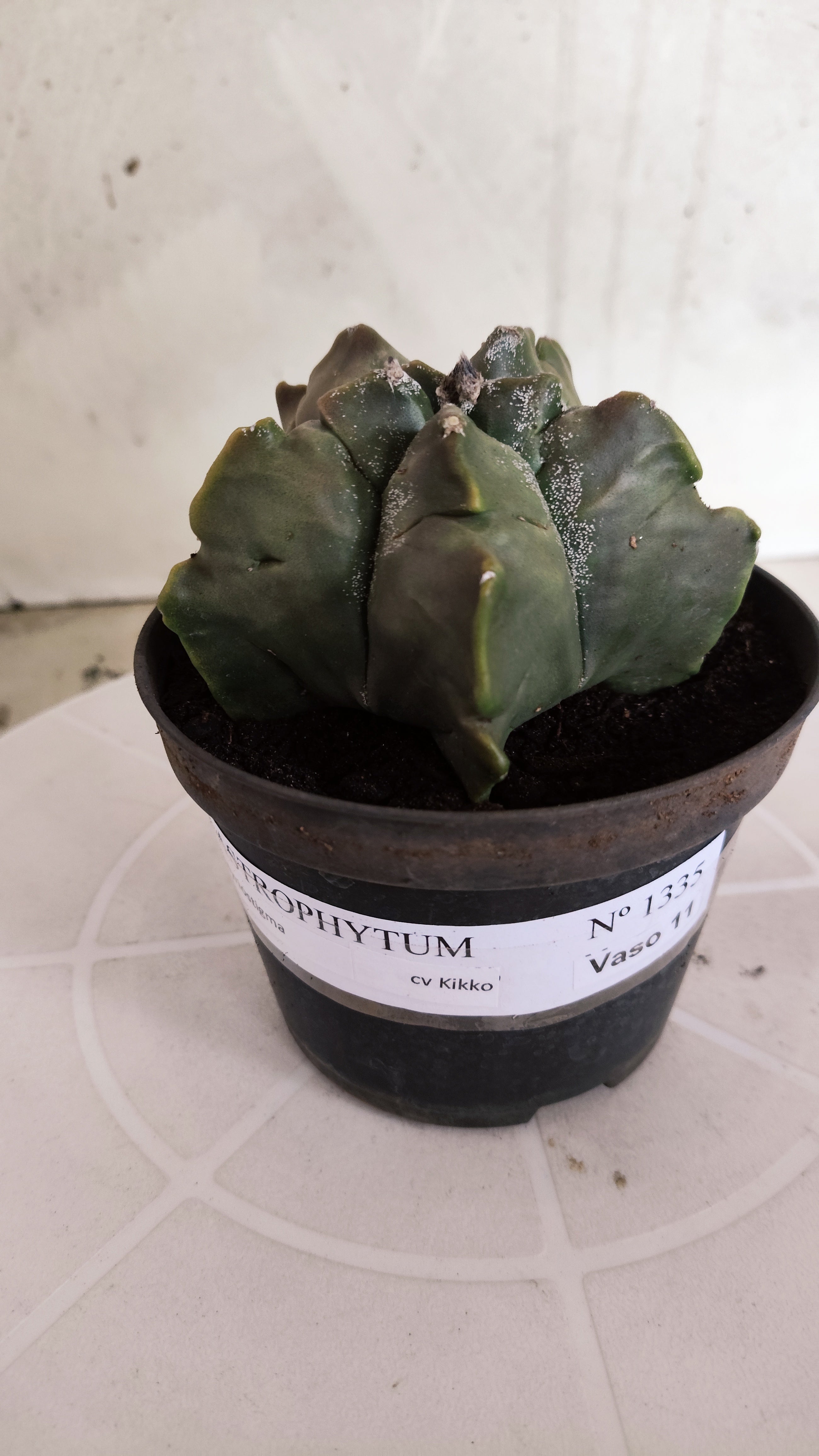 MATRIZ ASTROPHYTUM cv KIKKO   Nº 1335 – vaso 11
