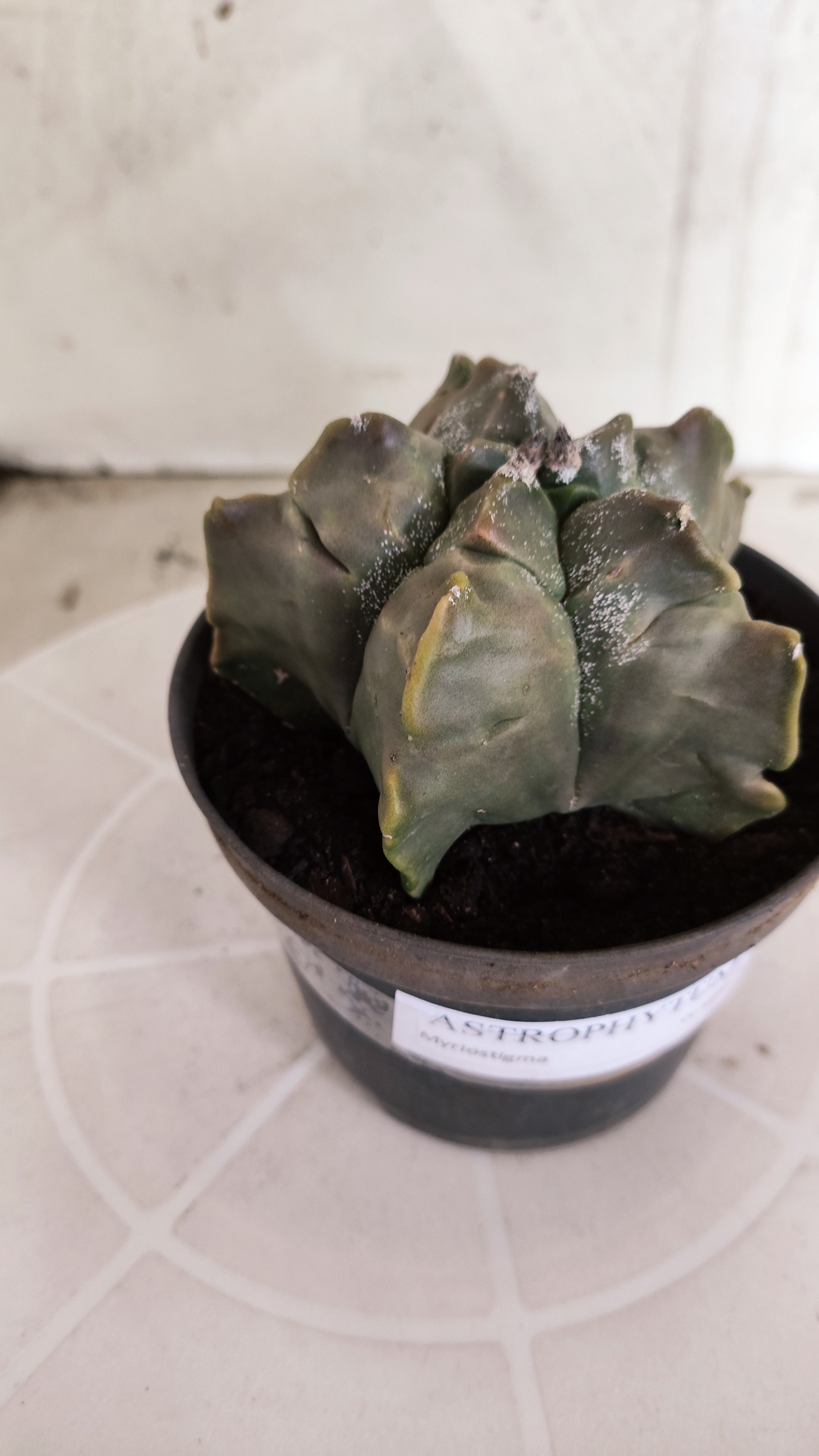 MATRIZ ASTROPHYTUM cv KIKKO   Nº 1335 – vaso 11