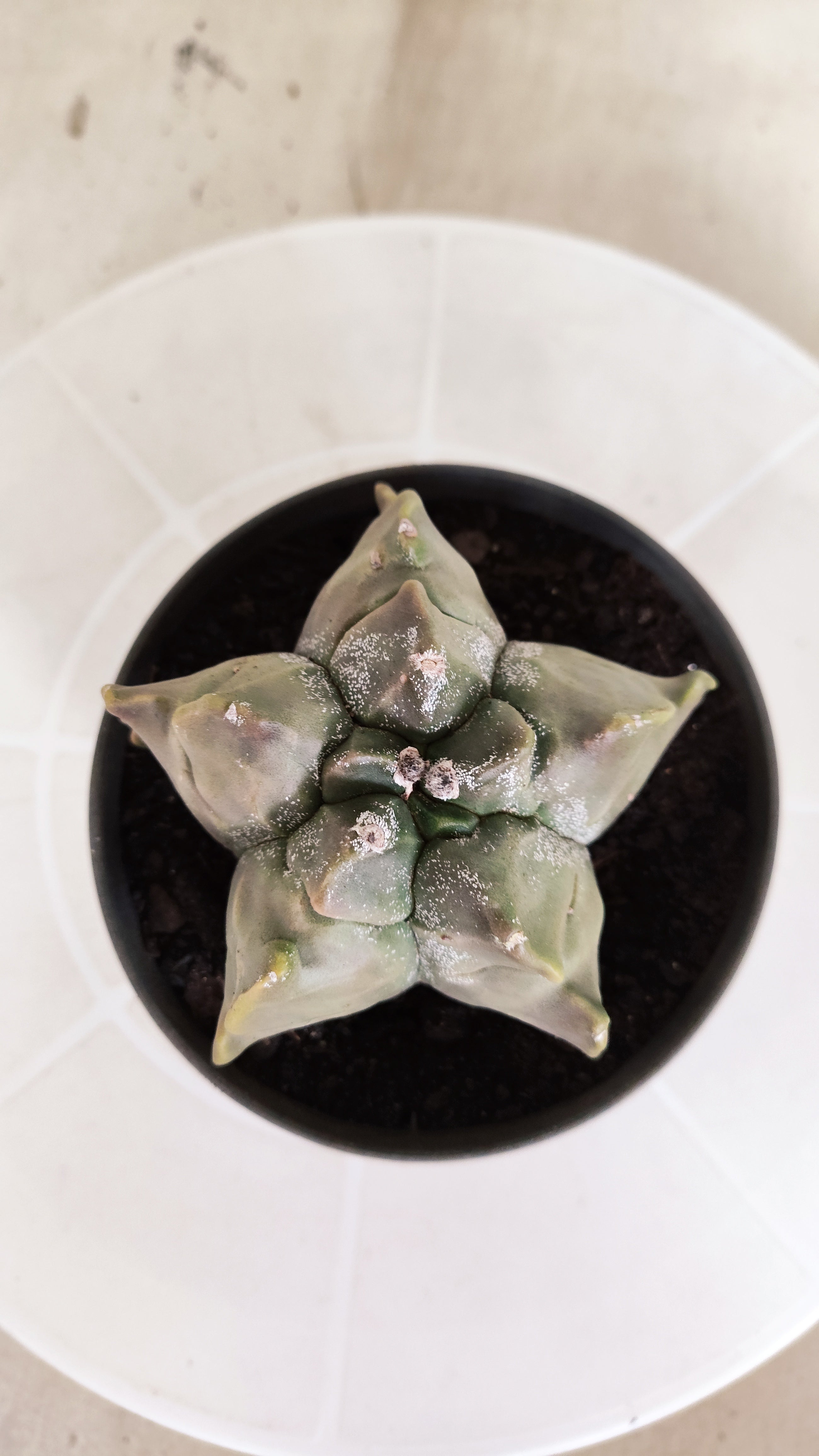 MATRIZ ASTROPHYTUM cv KIKKO   Nº 1335 – vaso 11