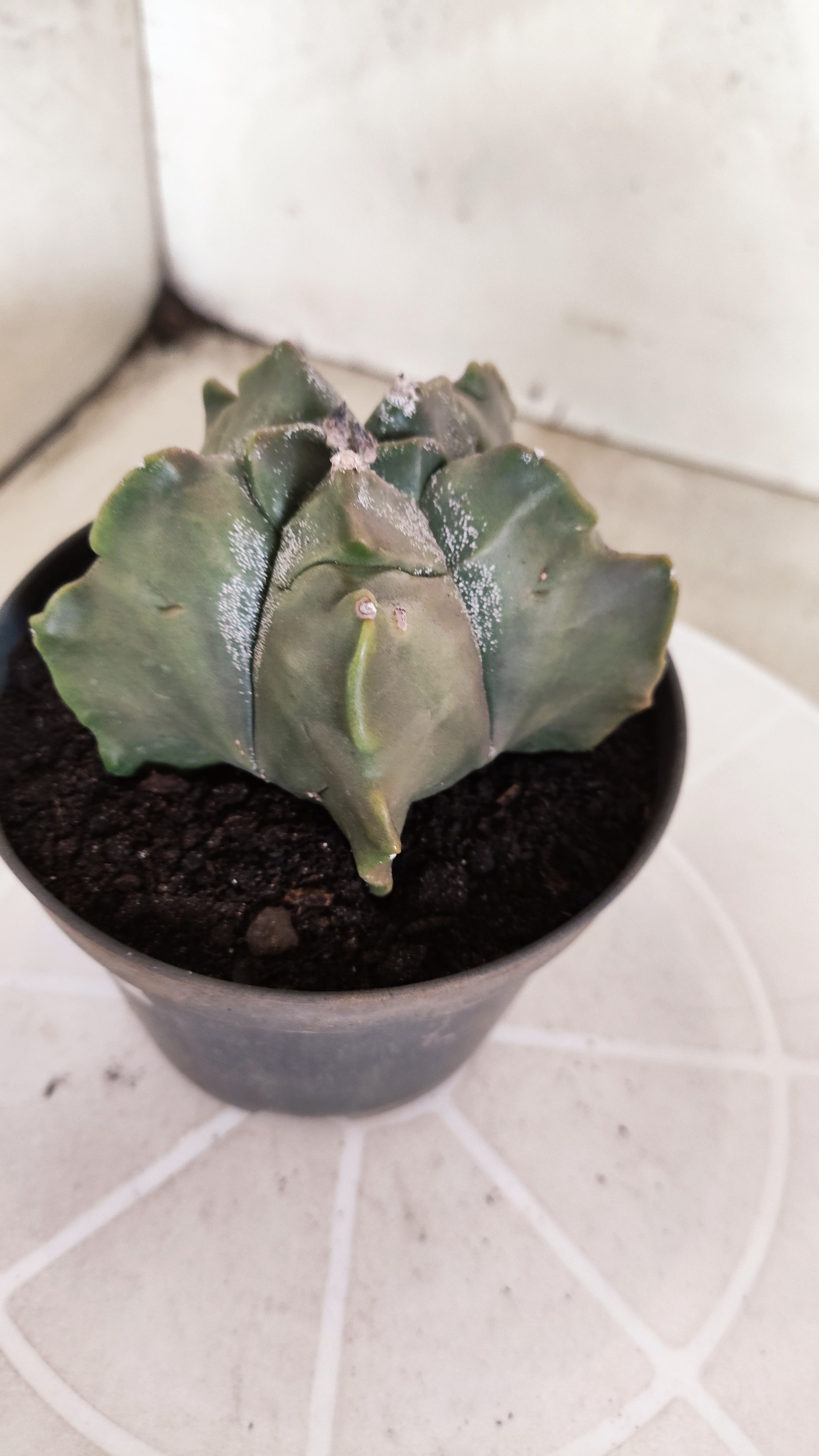 MATRIZ ASTROPHYTUM cv KIKKO   Nº 1335 – vaso 11