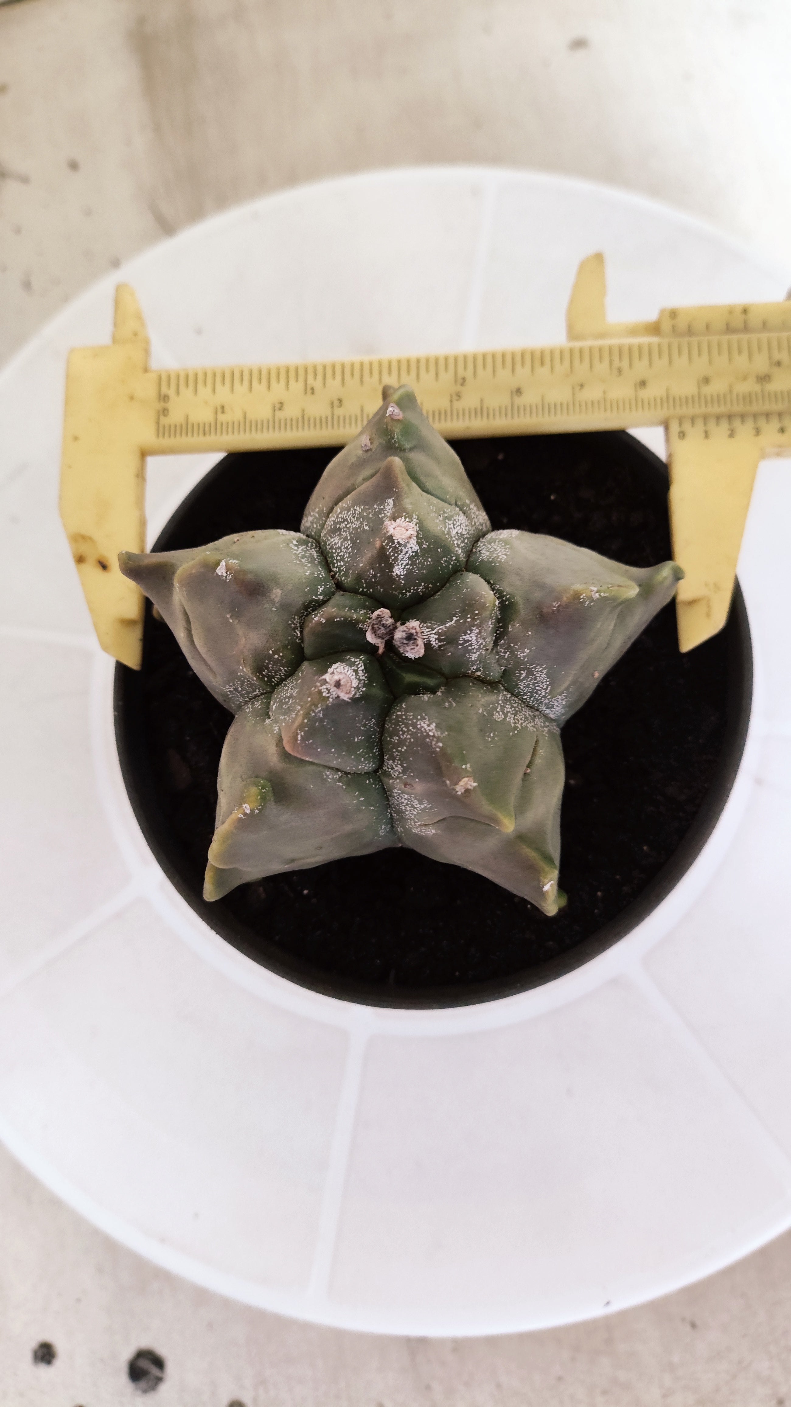 MATRIZ ASTROPHYTUM cv KIKKO   Nº 1335 – vaso 11