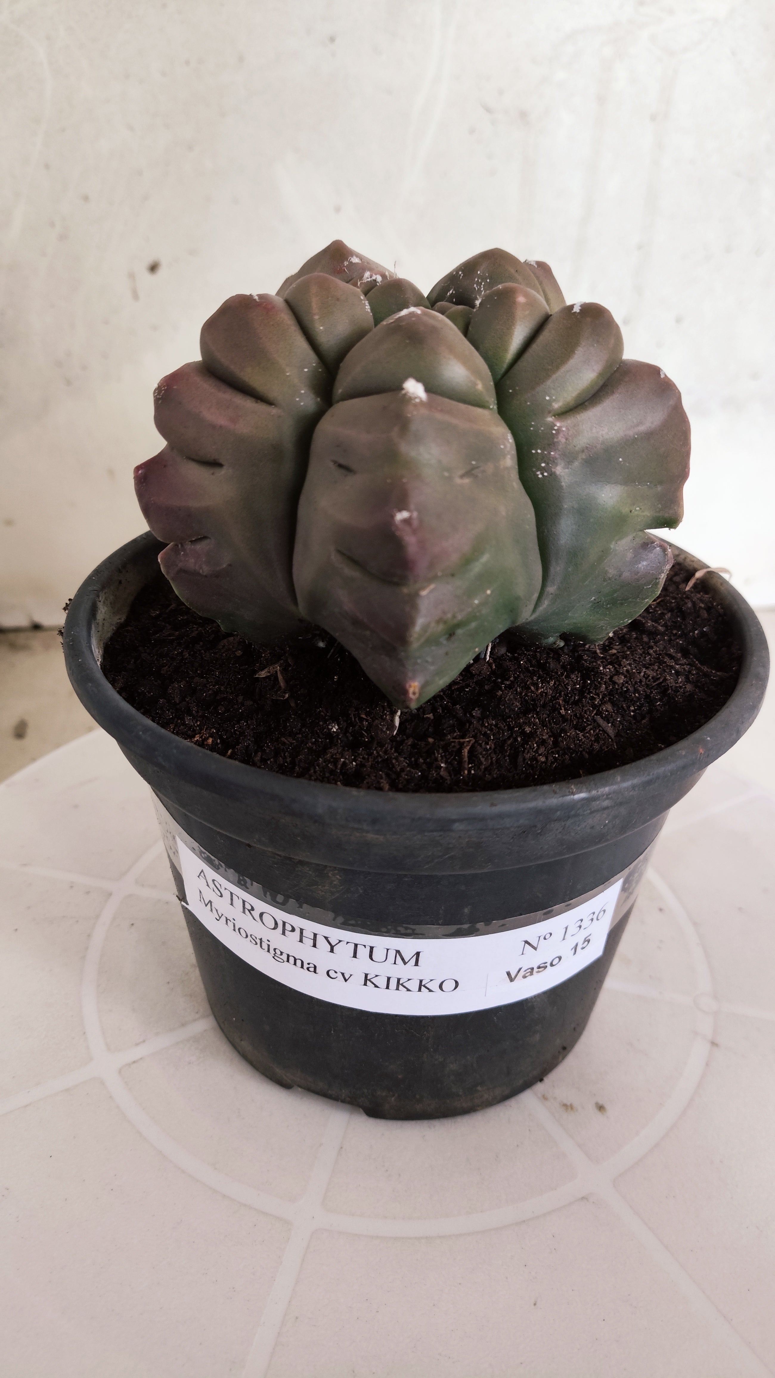 MATRIZ ASTROPHYTUM cv KIKKO   Nº 1336 – vaso 15