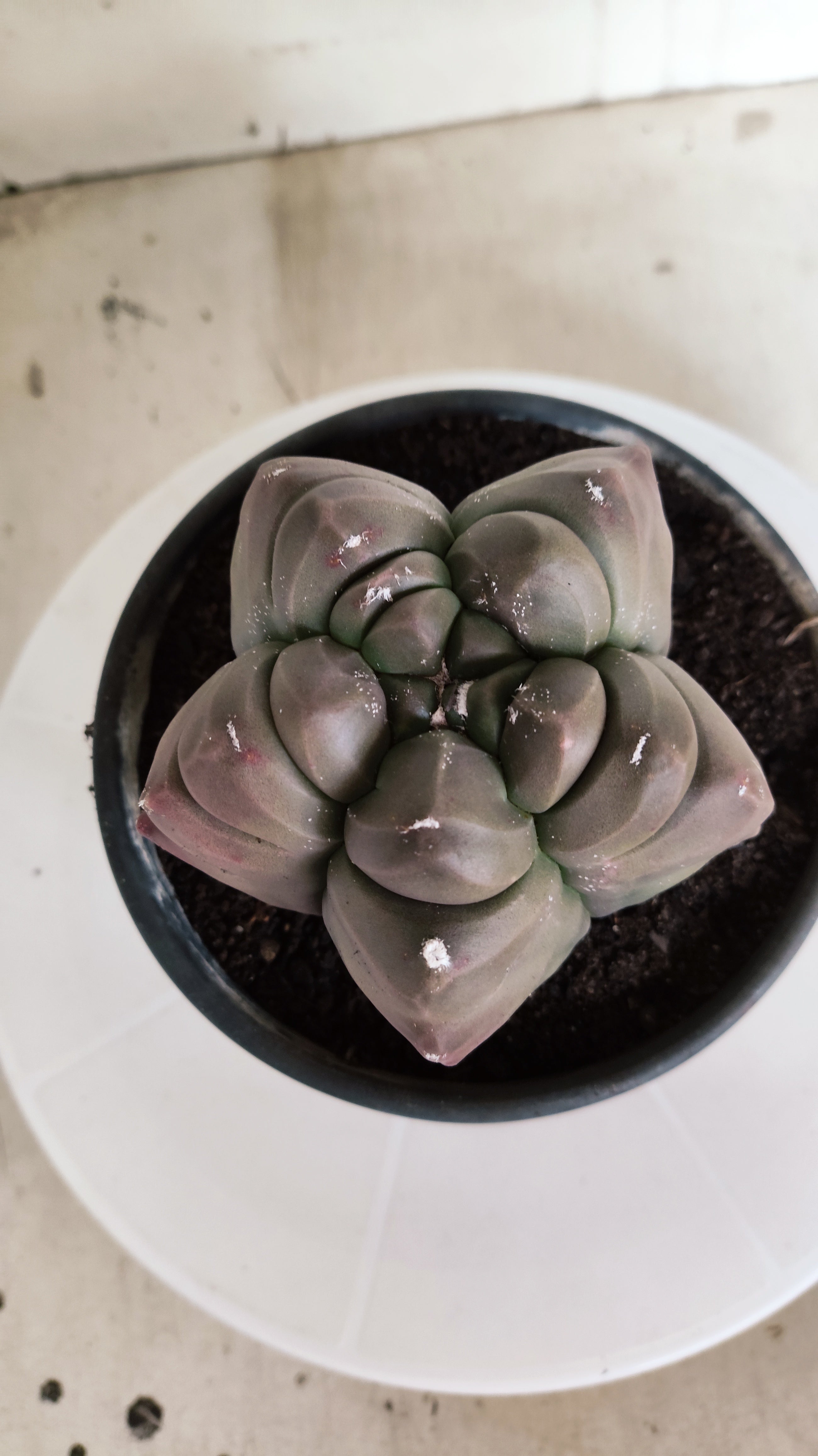 MATRIZ ASTROPHYTUM cv KIKKO   Nº 1336 – vaso 15