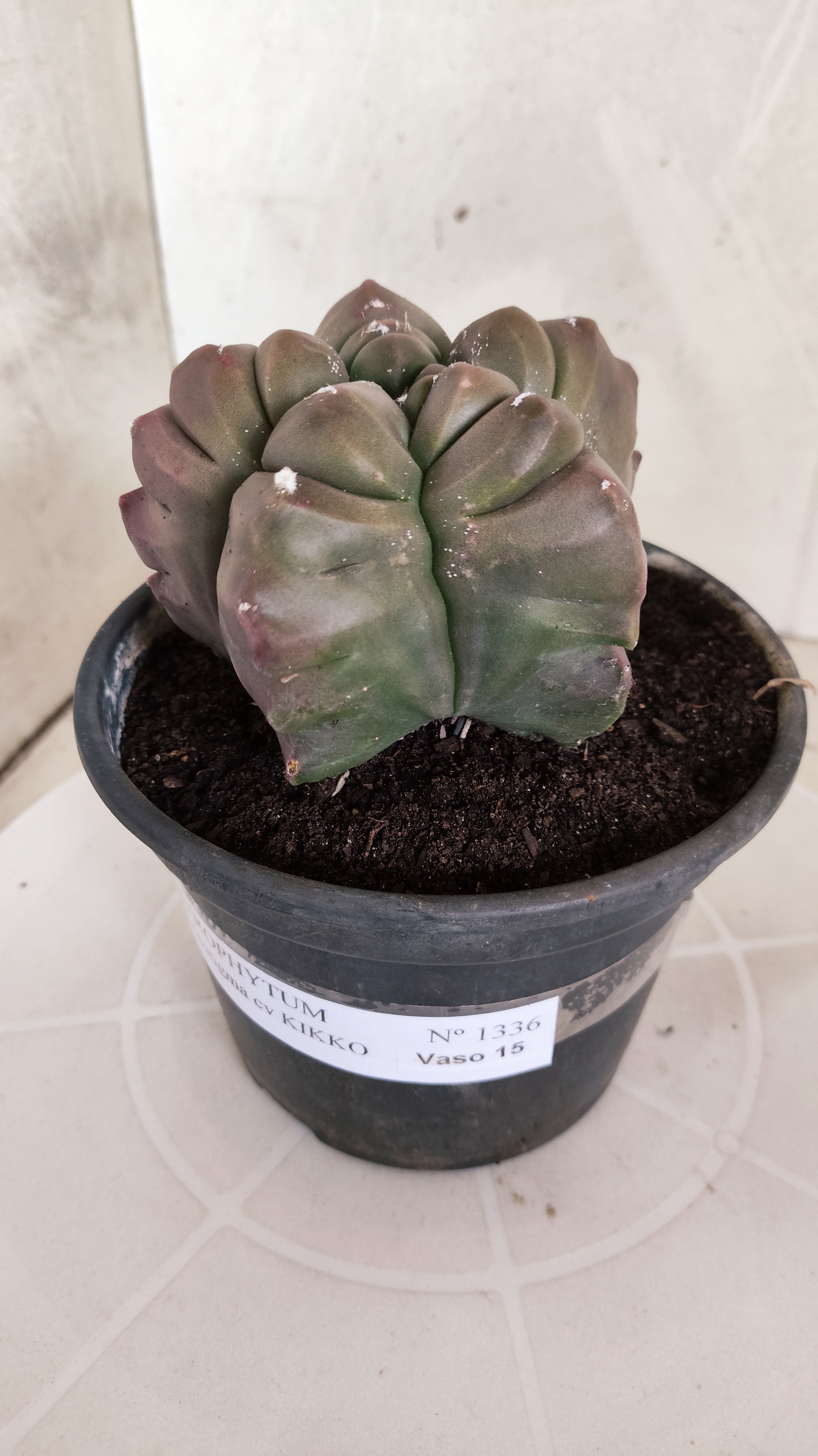 MATRIZ ASTROPHYTUM cv KIKKO   Nº 1336 – vaso 15
