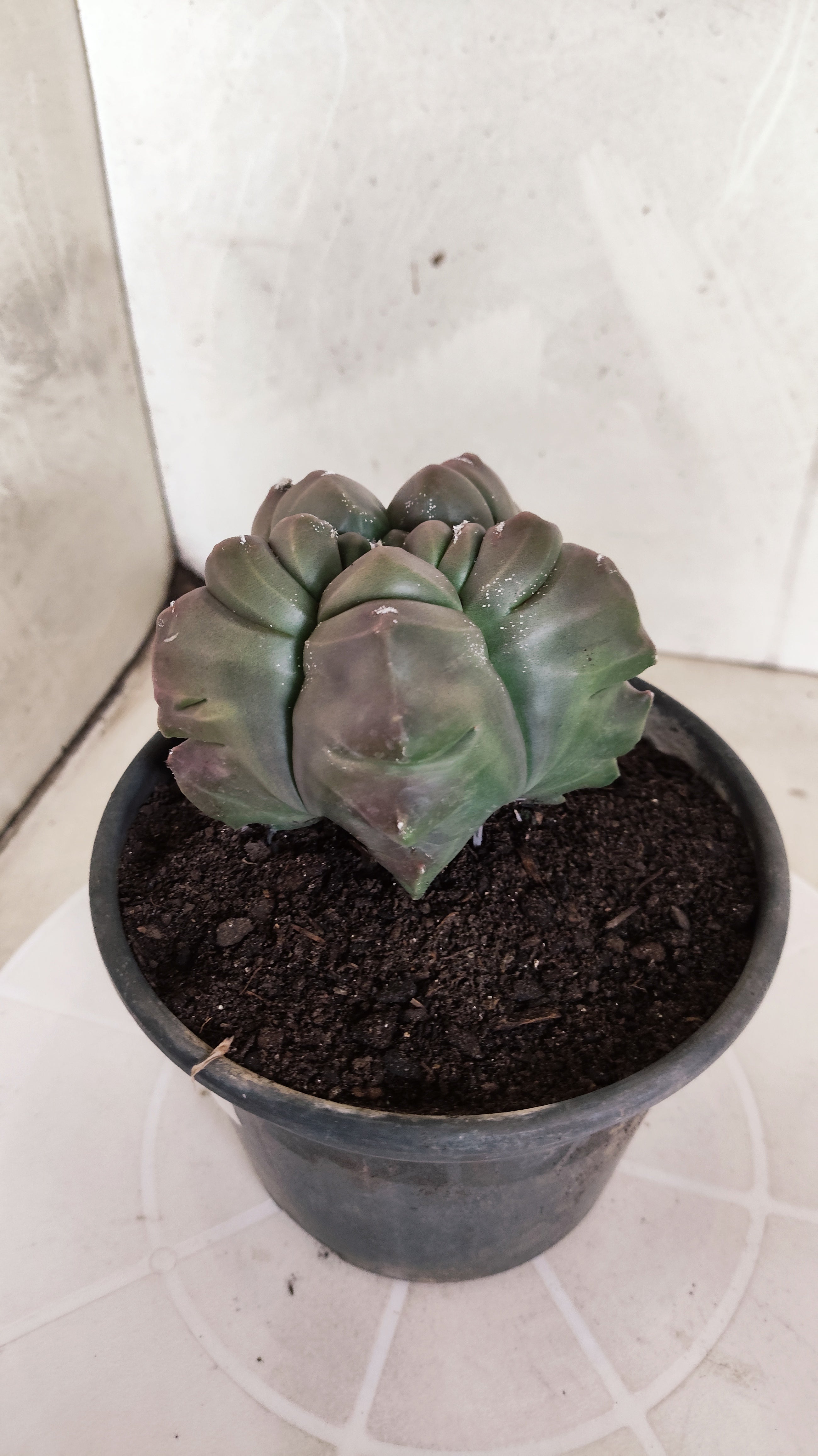 MATRIZ ASTROPHYTUM cv KIKKO   Nº 1336 – vaso 15