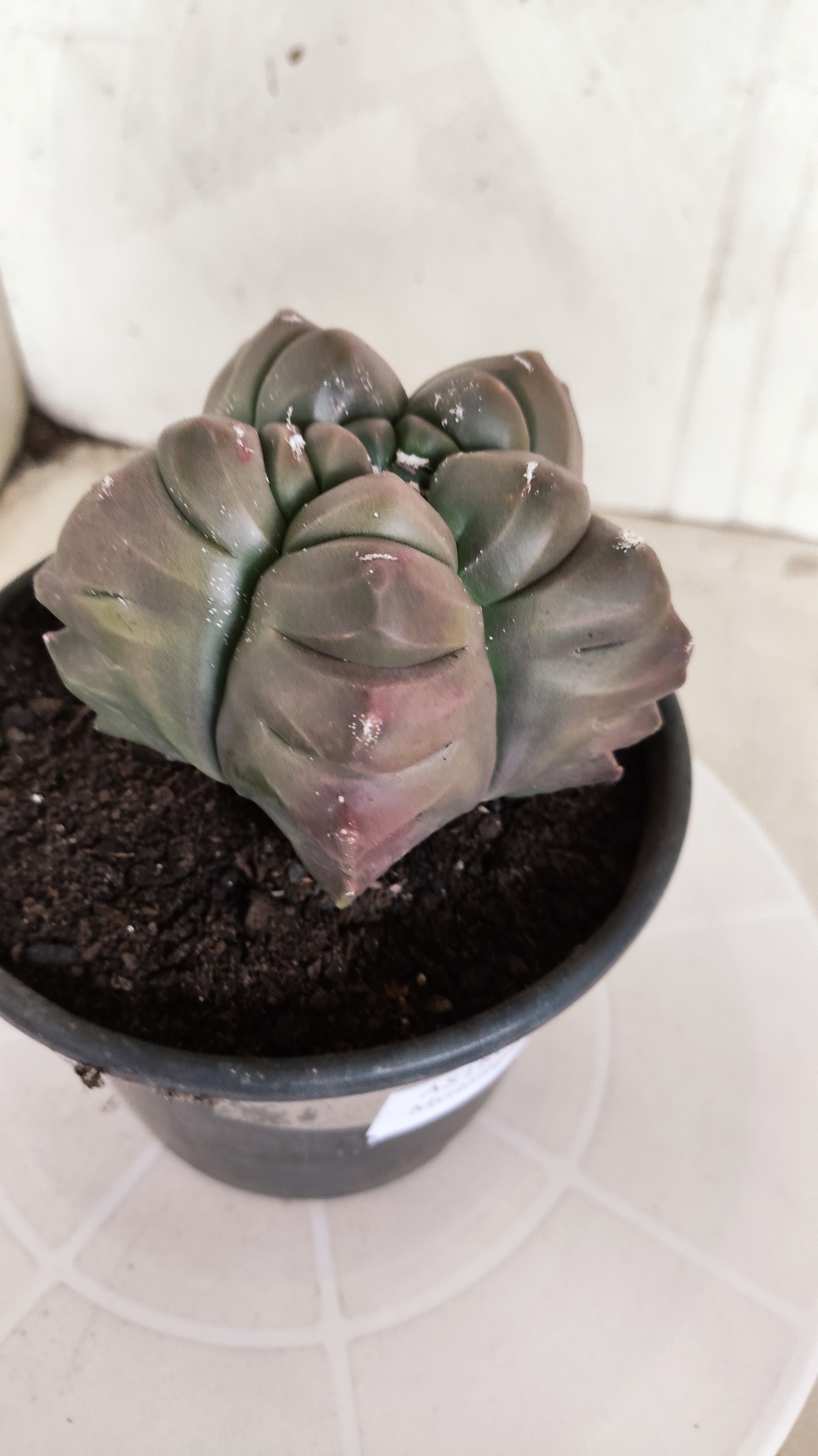 MATRIZ ASTROPHYTUM cv KIKKO   Nº 1336 – vaso 15