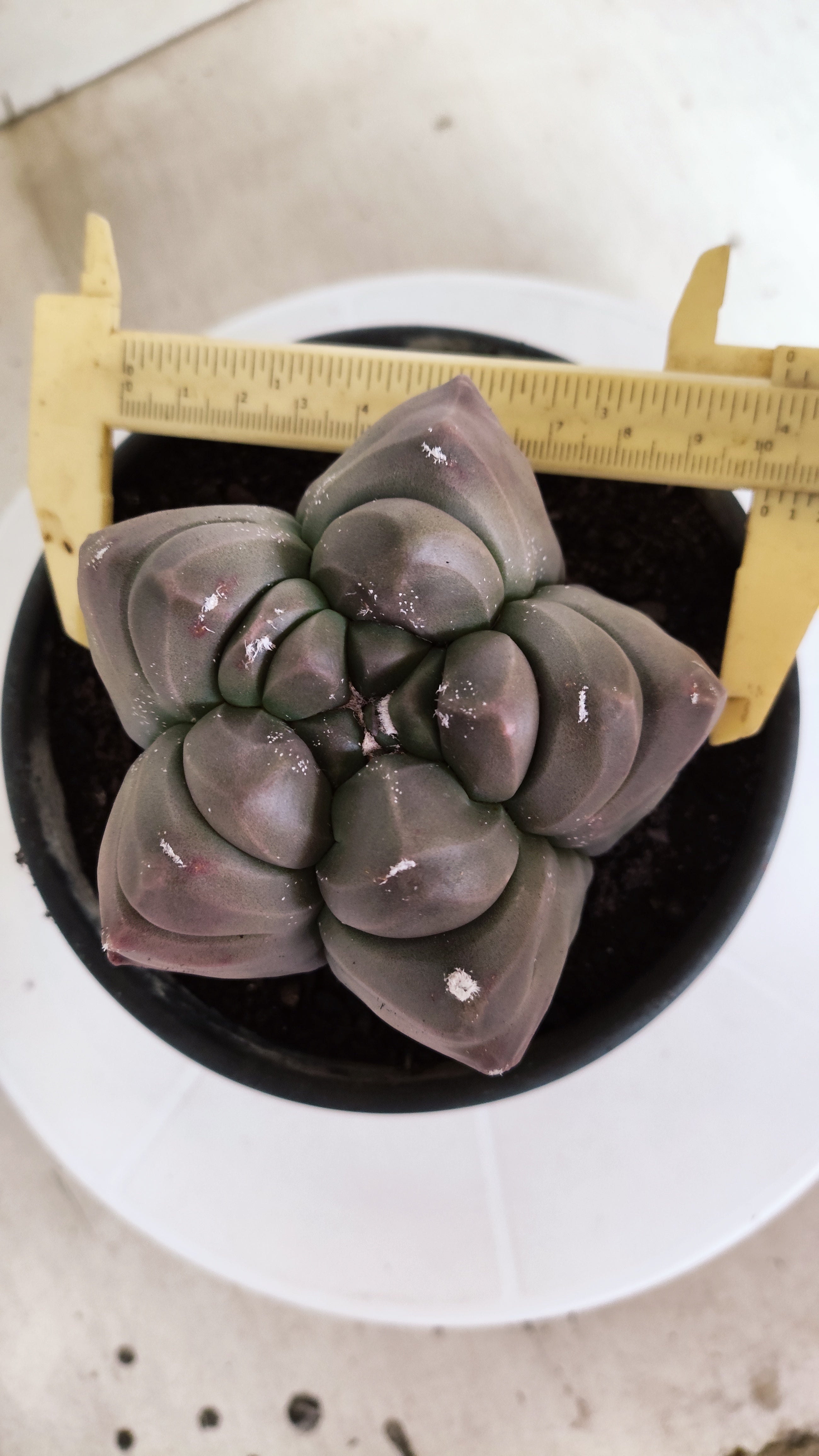 MATRIZ ASTROPHYTUM cv KIKKO   Nº 1336 – vaso 15