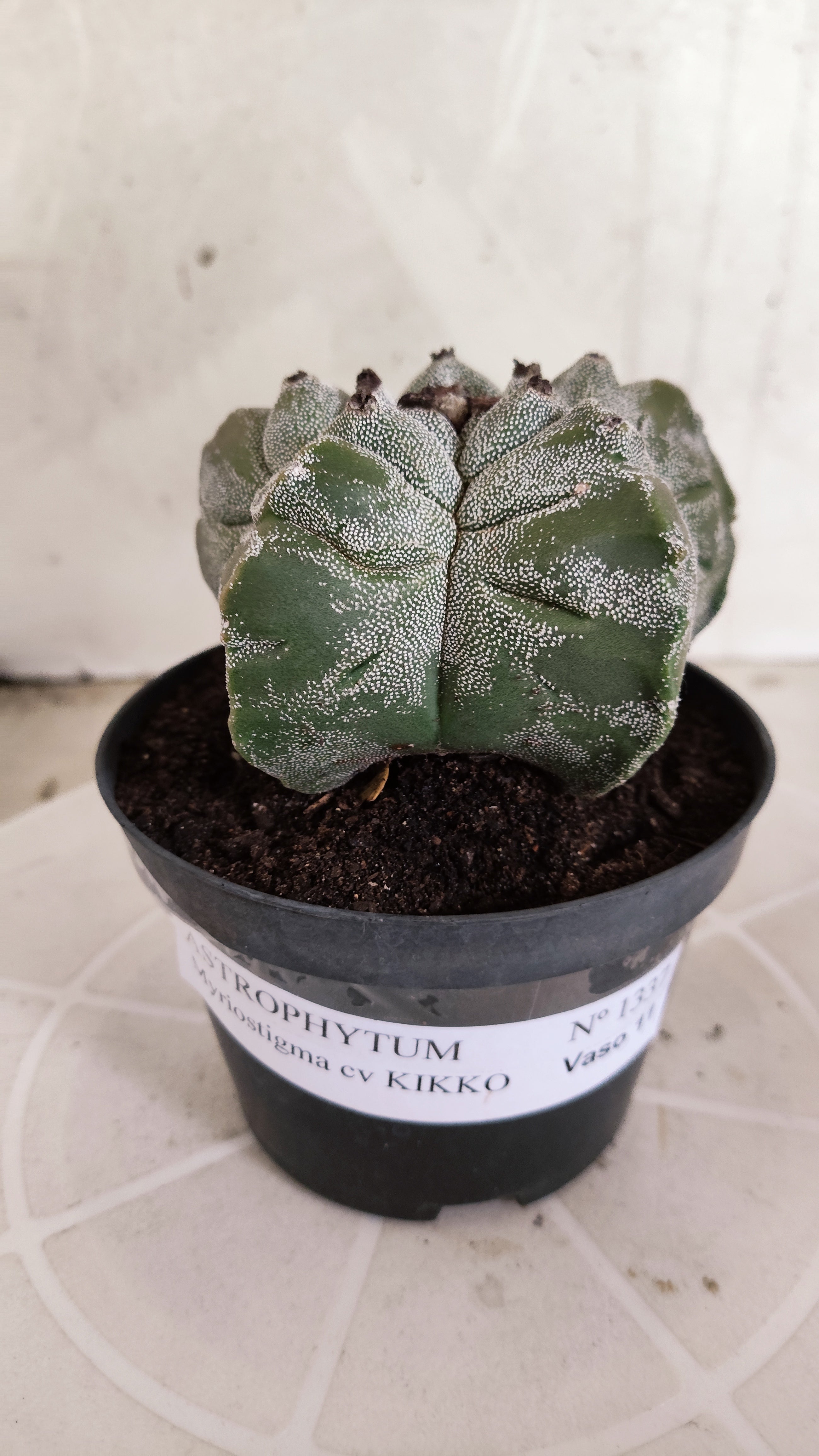 MATRIZ ASTROPHYTUM cv KIKKO   Nº 1337 – vaso 11
