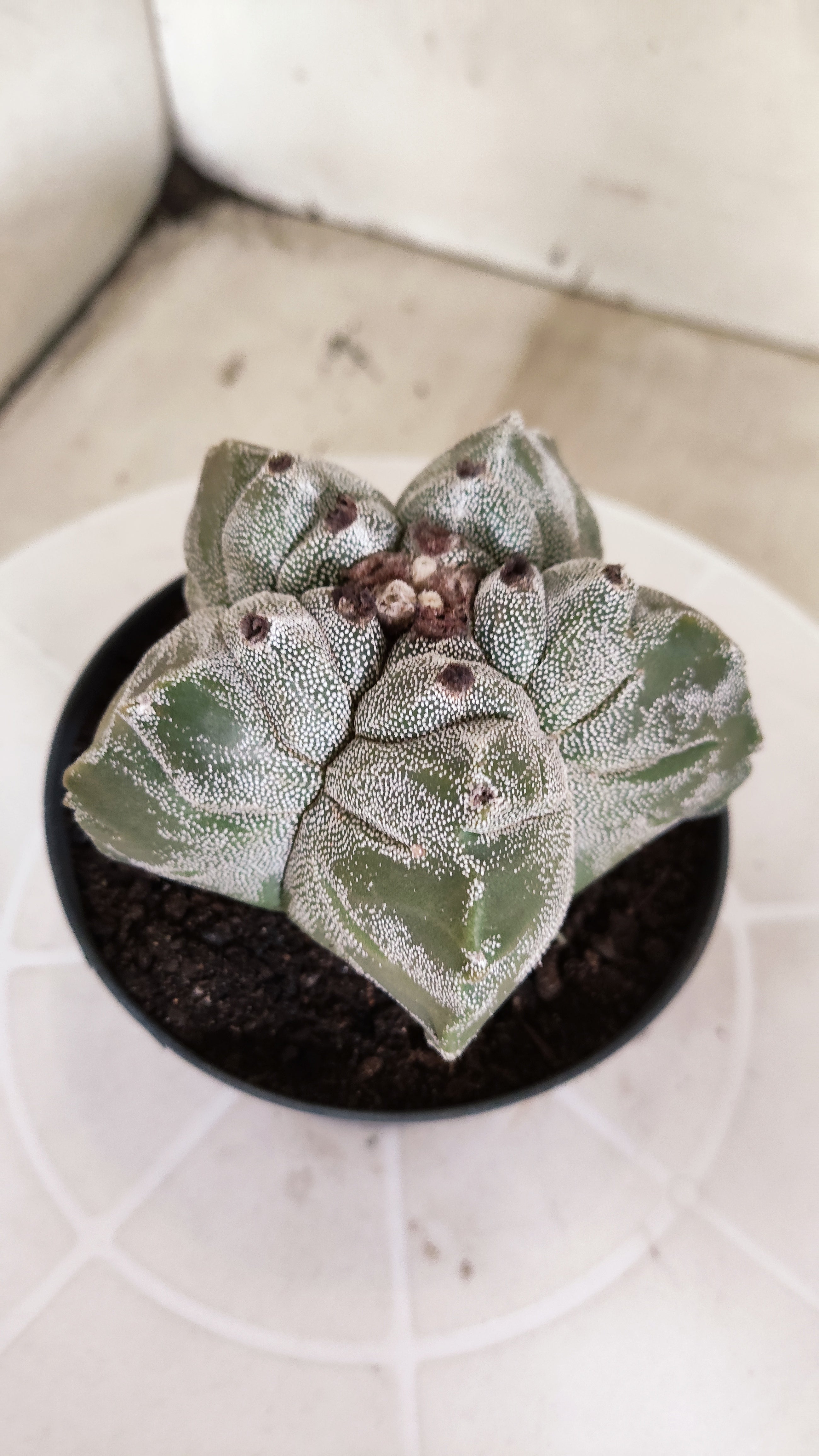 MATRIZ ASTROPHYTUM cv KIKKO   Nº 1337 – vaso 11