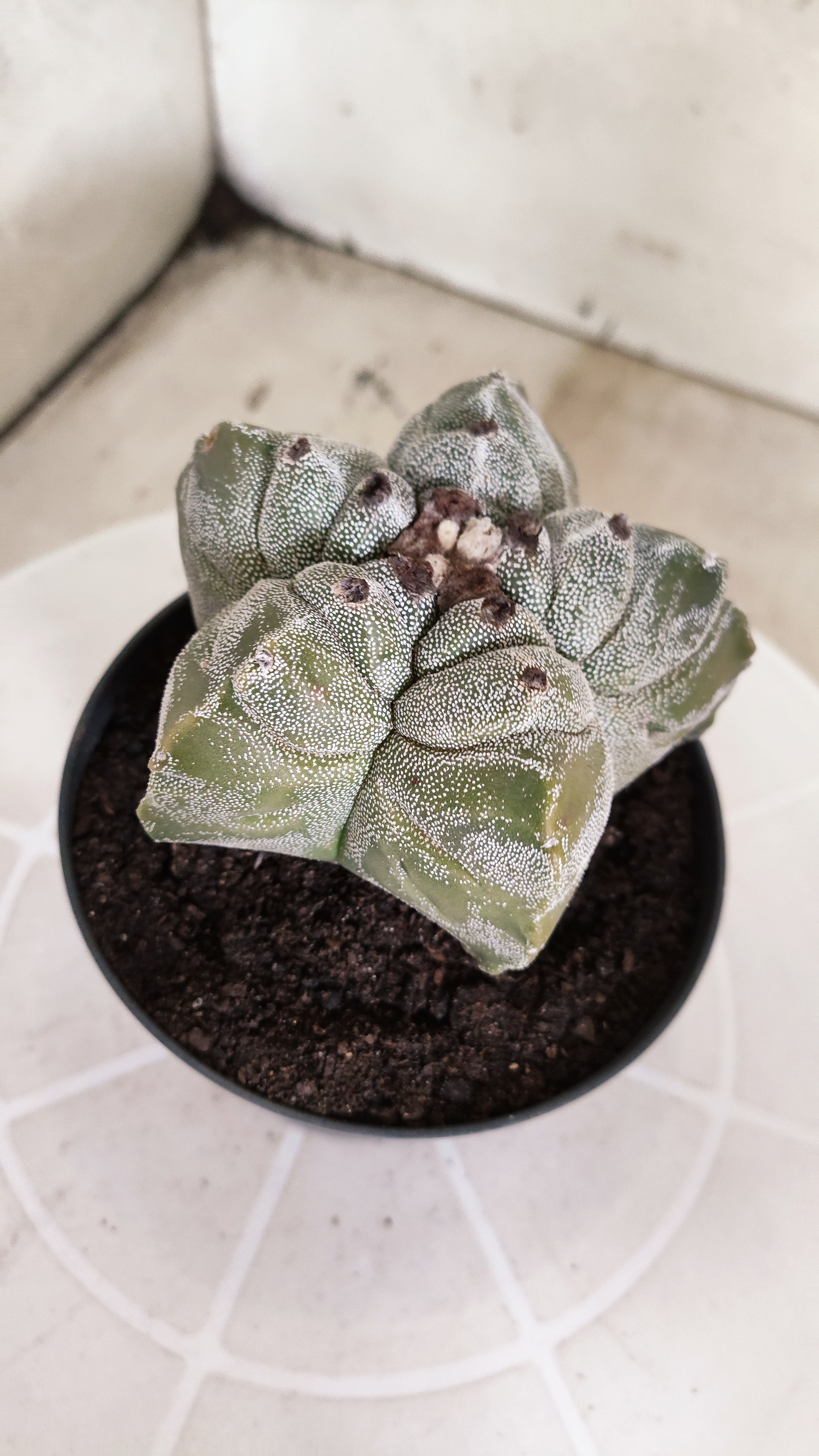 MATRIZ ASTROPHYTUM cv KIKKO   Nº 1337 – vaso 11