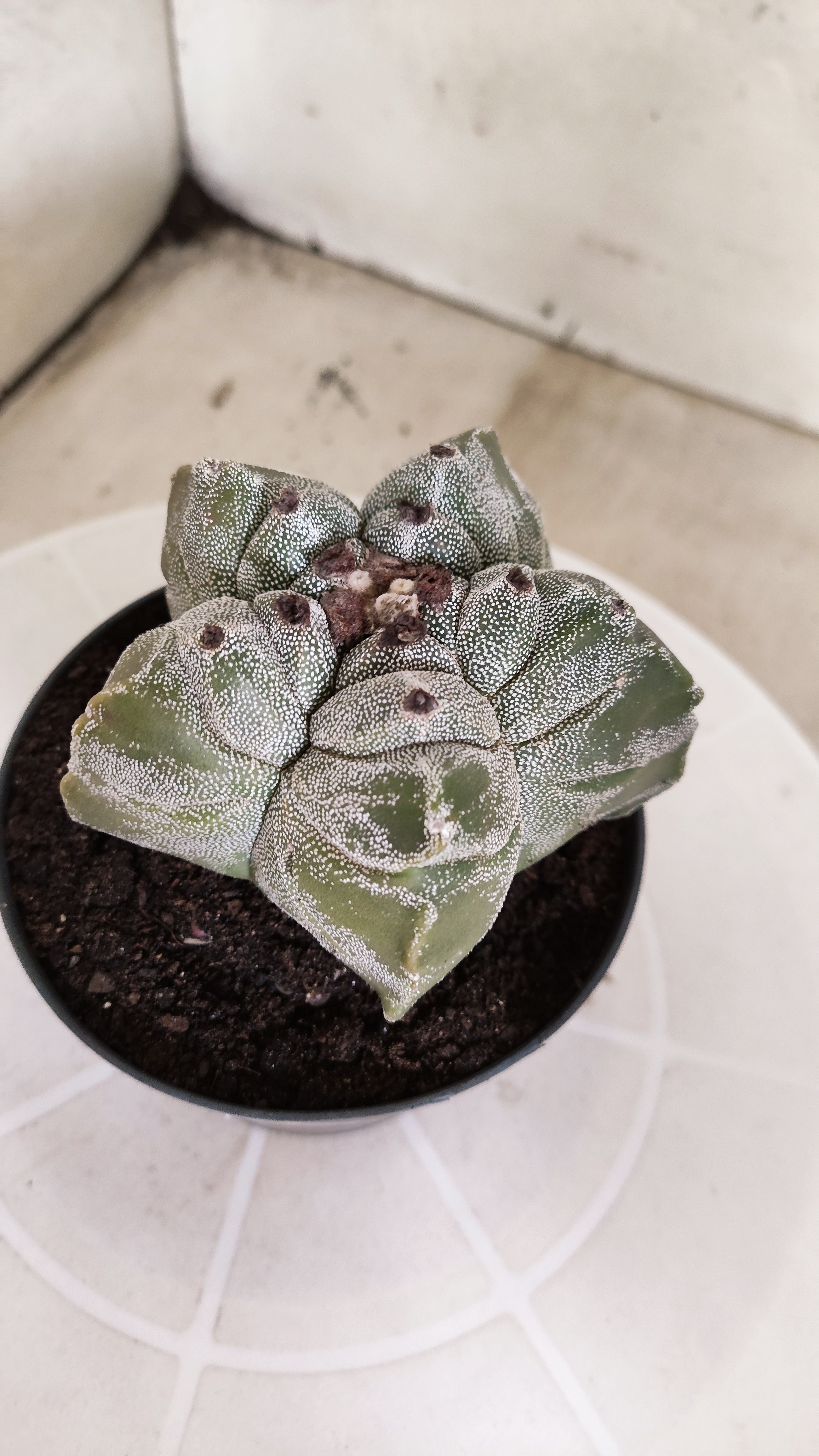 MATRIZ ASTROPHYTUM cv KIKKO   Nº 1337 – vaso 11