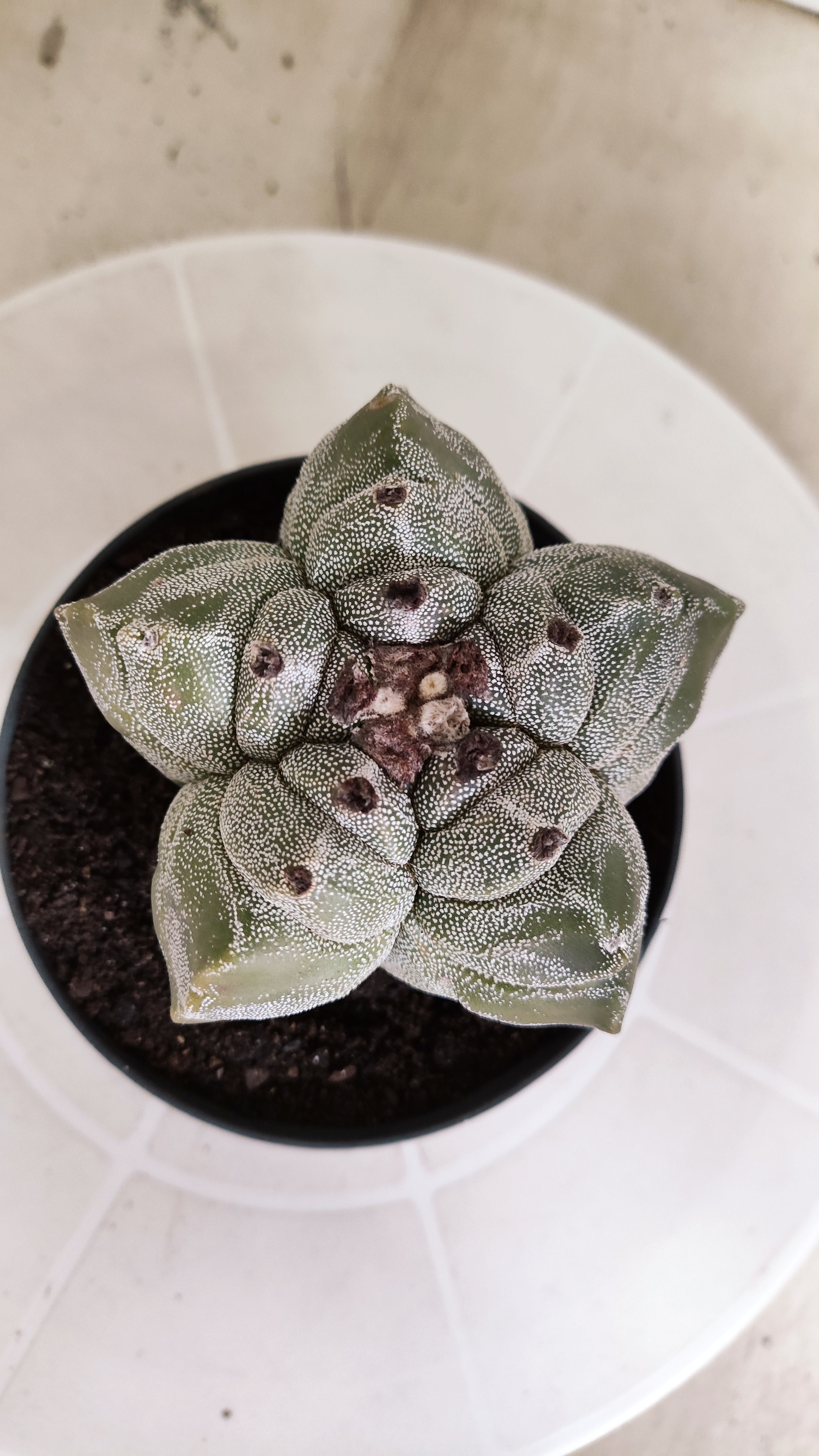 MATRIZ ASTROPHYTUM cv KIKKO   Nº 1337 – vaso 11