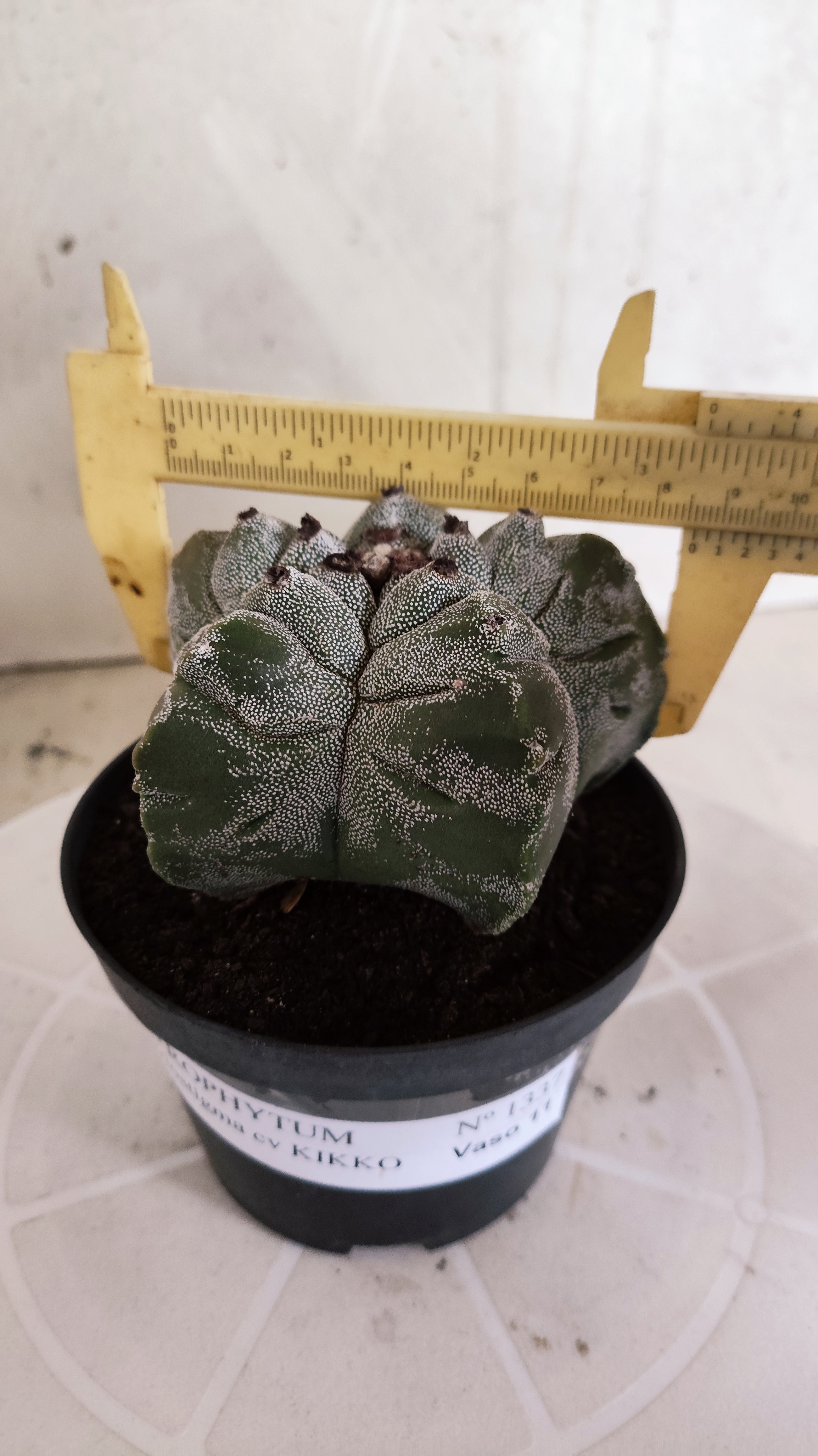 MATRIZ ASTROPHYTUM cv KIKKO   Nº 1337 – vaso 11