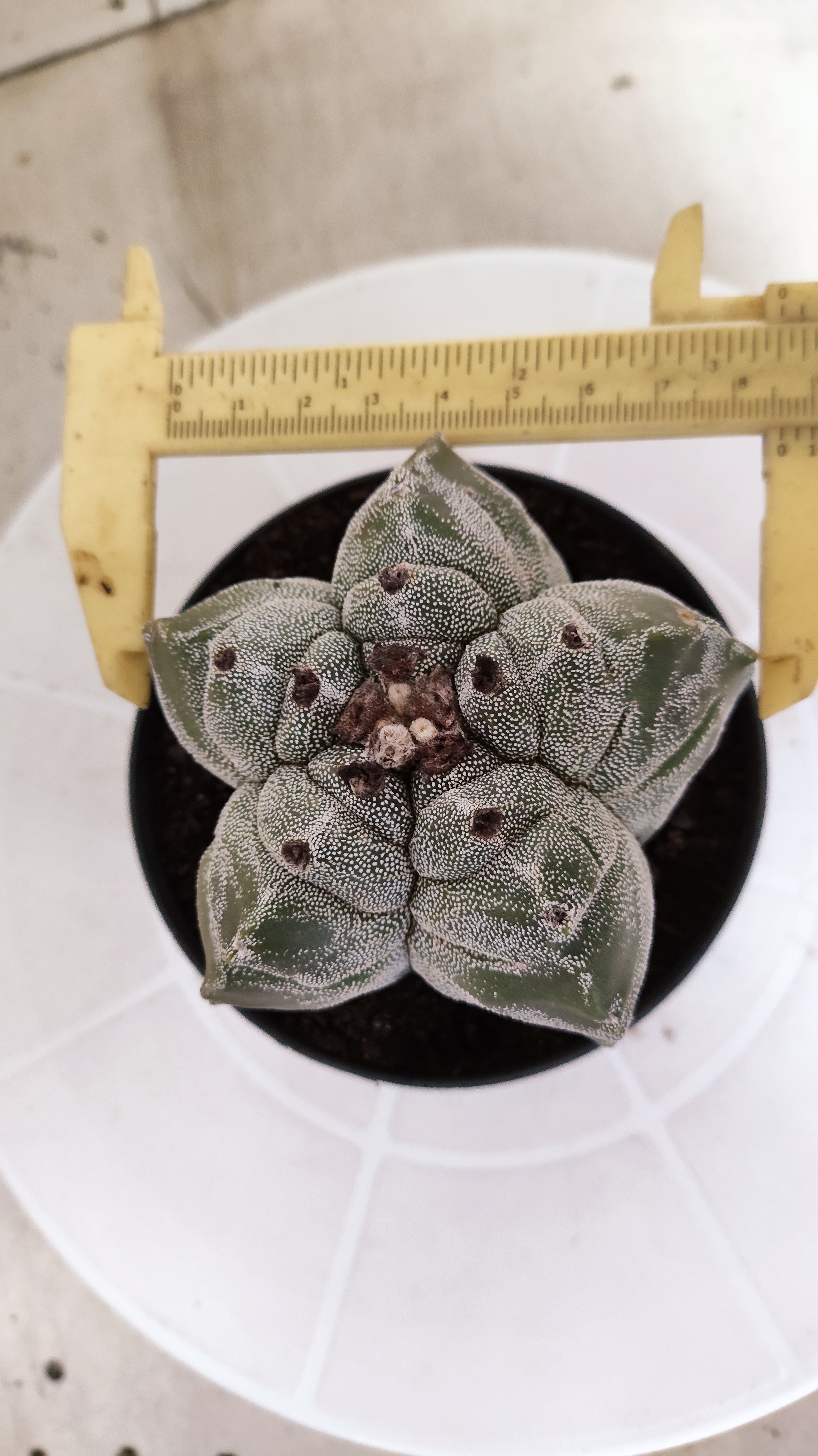 MATRIZ ASTROPHYTUM cv KIKKO   Nº 1337 – vaso 11