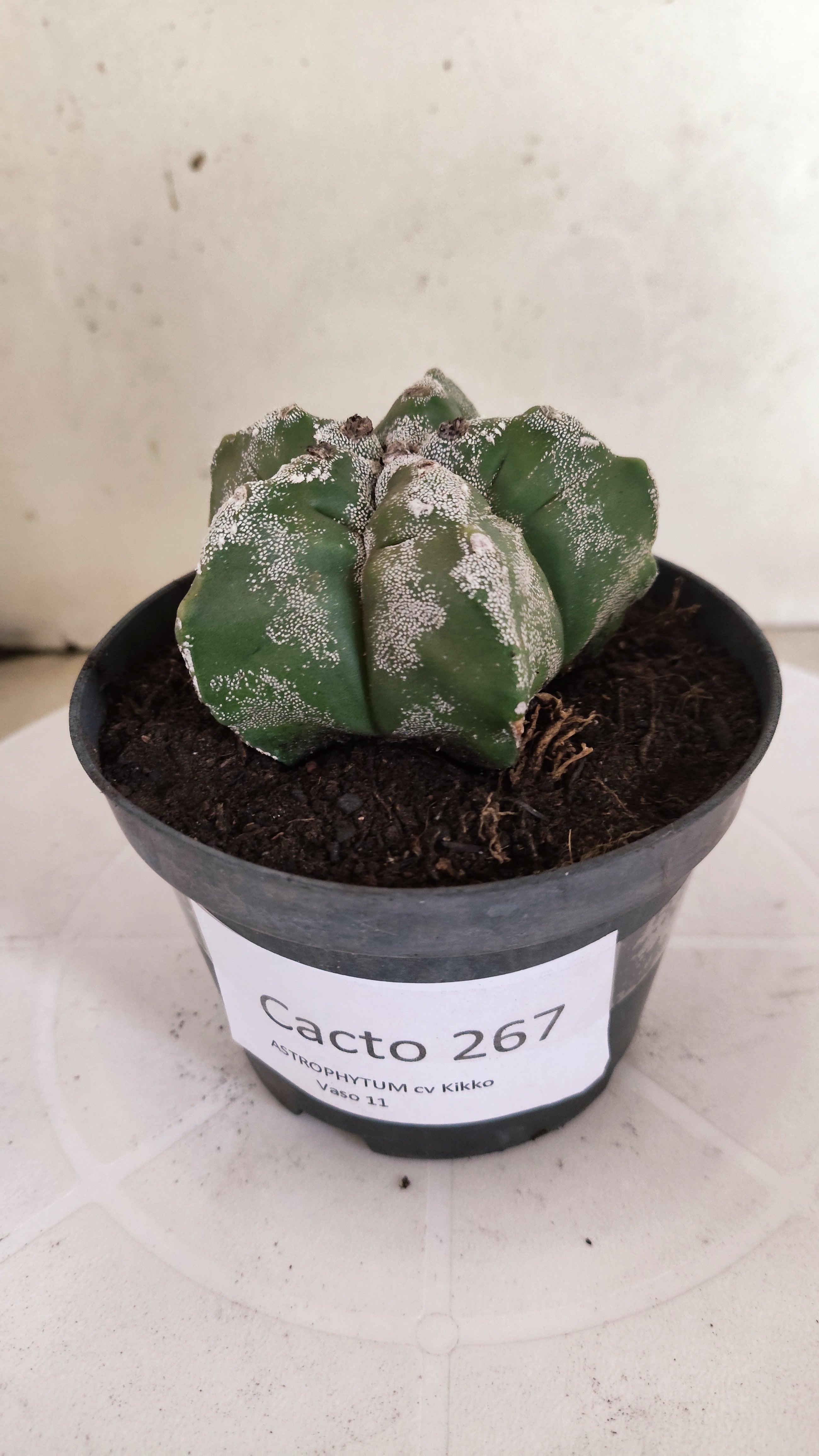 MATRIZ ASTROPHYTUM cv KIKKO Nº 267 – vaso 11