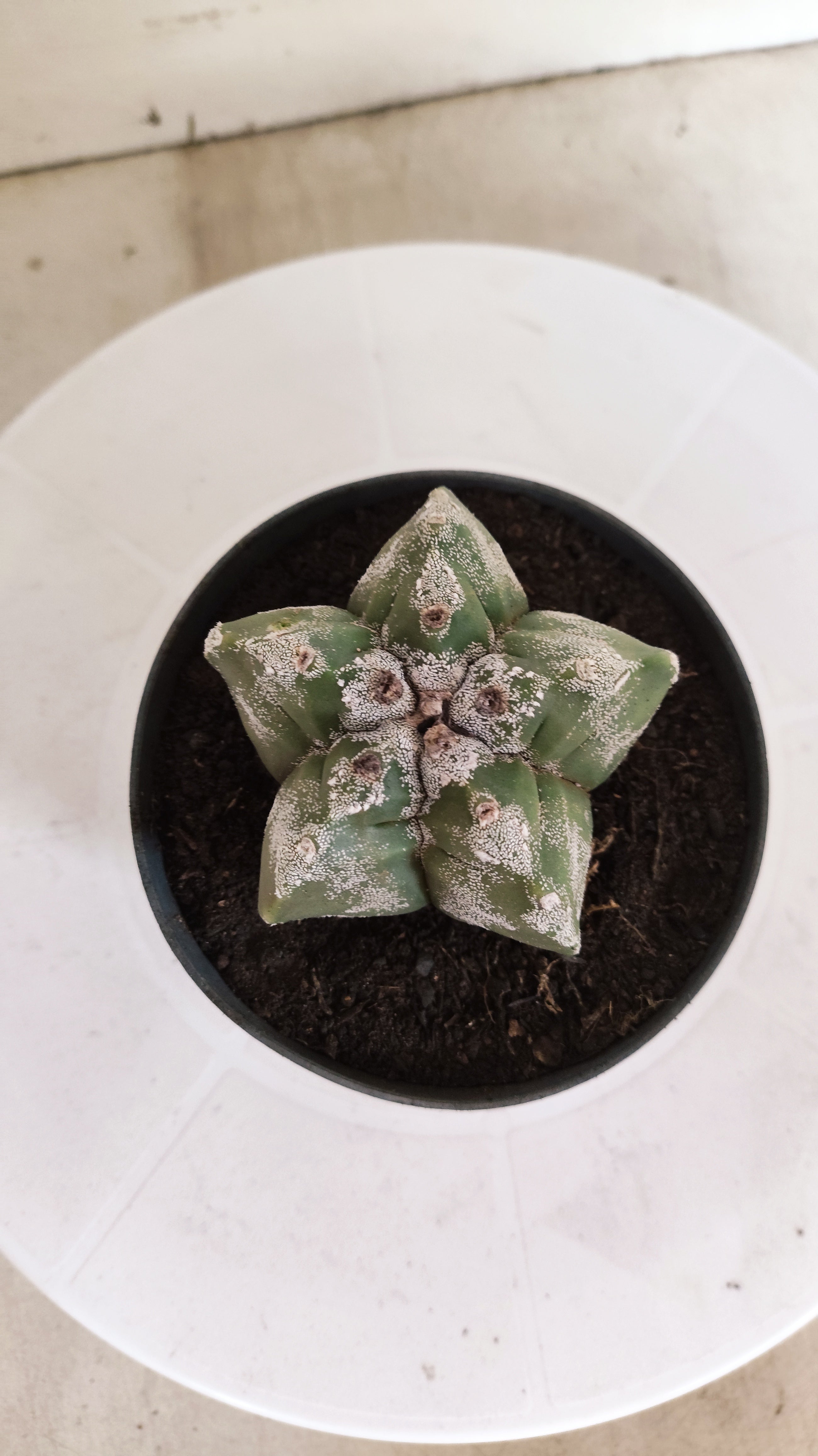 MATRIZ ASTROPHYTUM cv KIKKO Nº 267 – vaso 11
