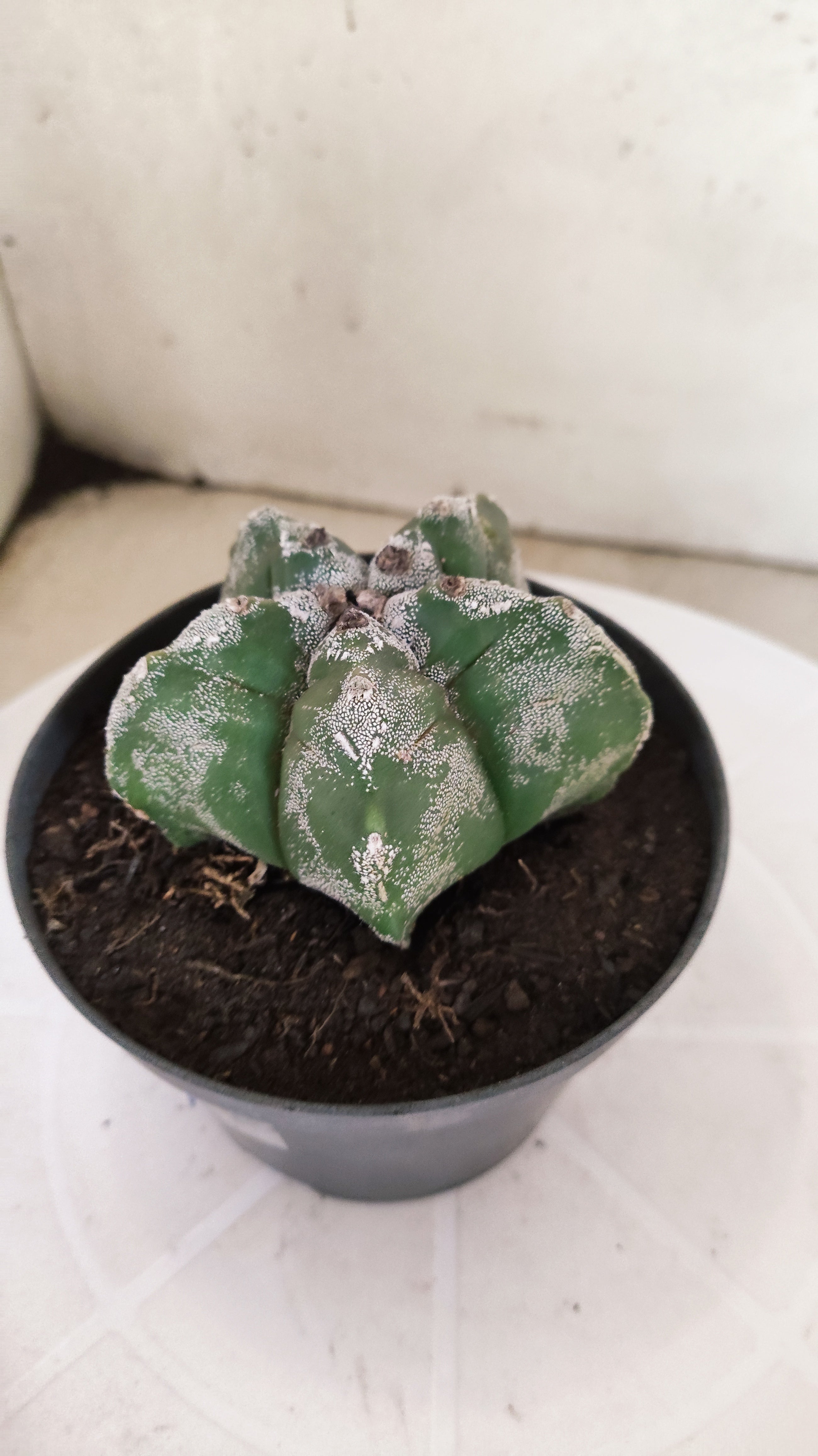 MATRIZ ASTROPHYTUM cv KIKKO Nº 267 – vaso 11