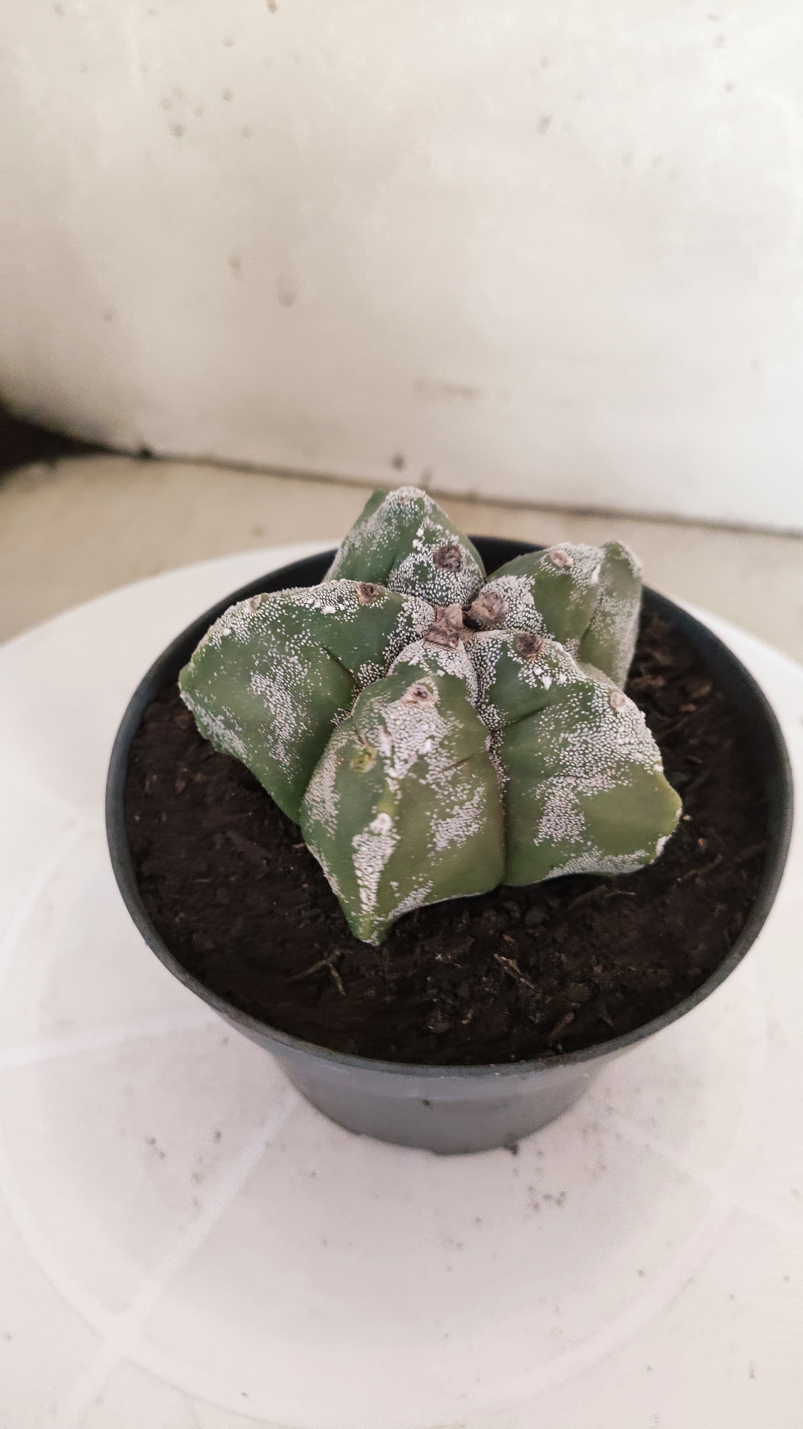 MATRIZ ASTROPHYTUM cv KIKKO Nº 267 – vaso 11