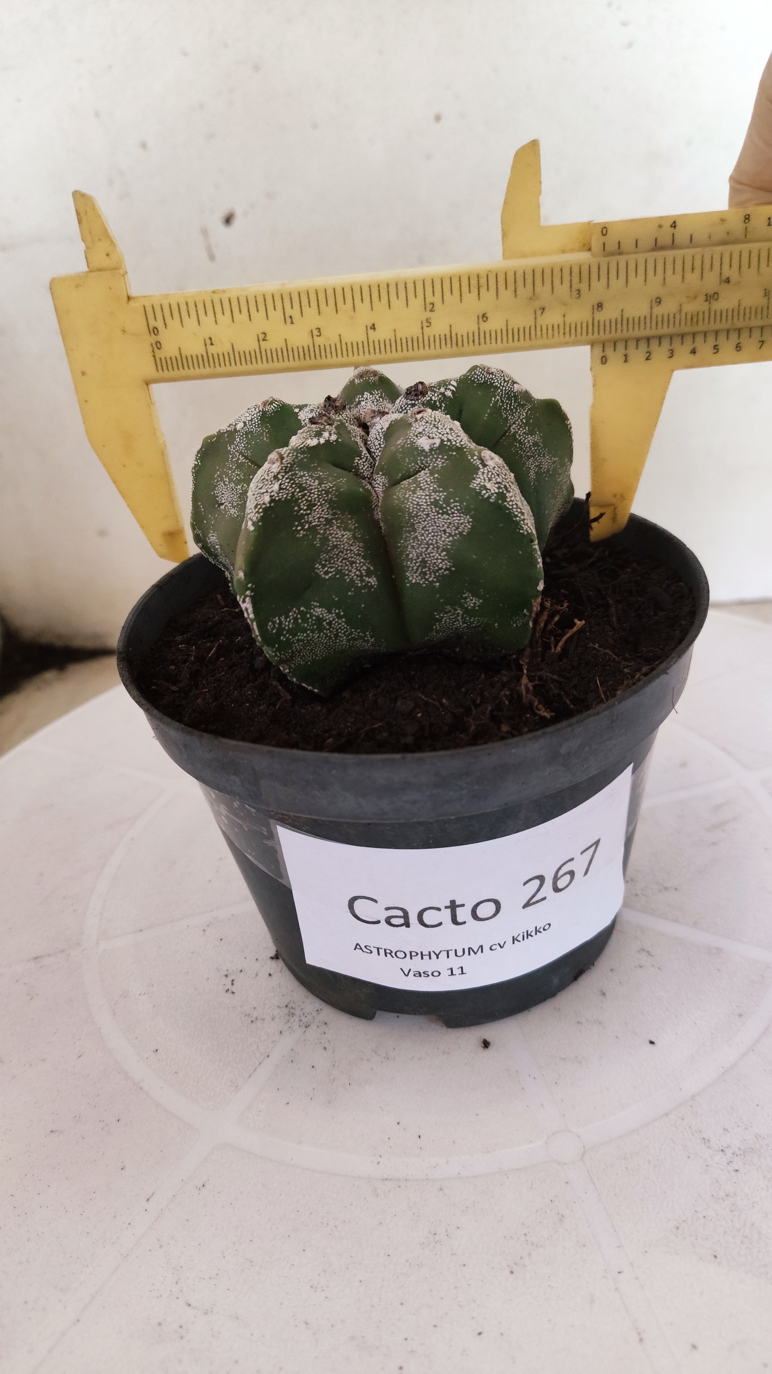 MATRIZ ASTROPHYTUM cv KIKKO Nº 267 – vaso 11