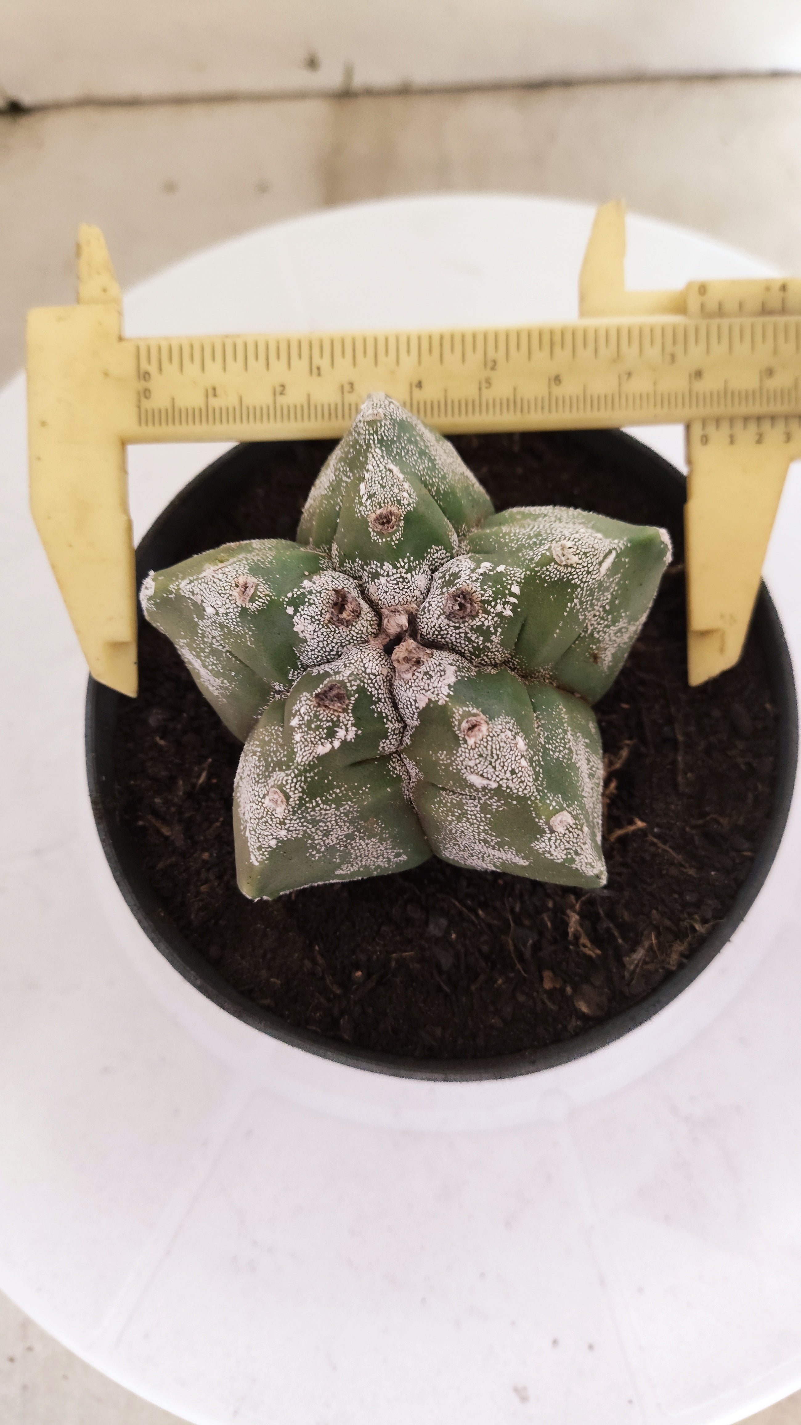 MATRIZ ASTROPHYTUM cv KIKKO Nº 267 – vaso 11