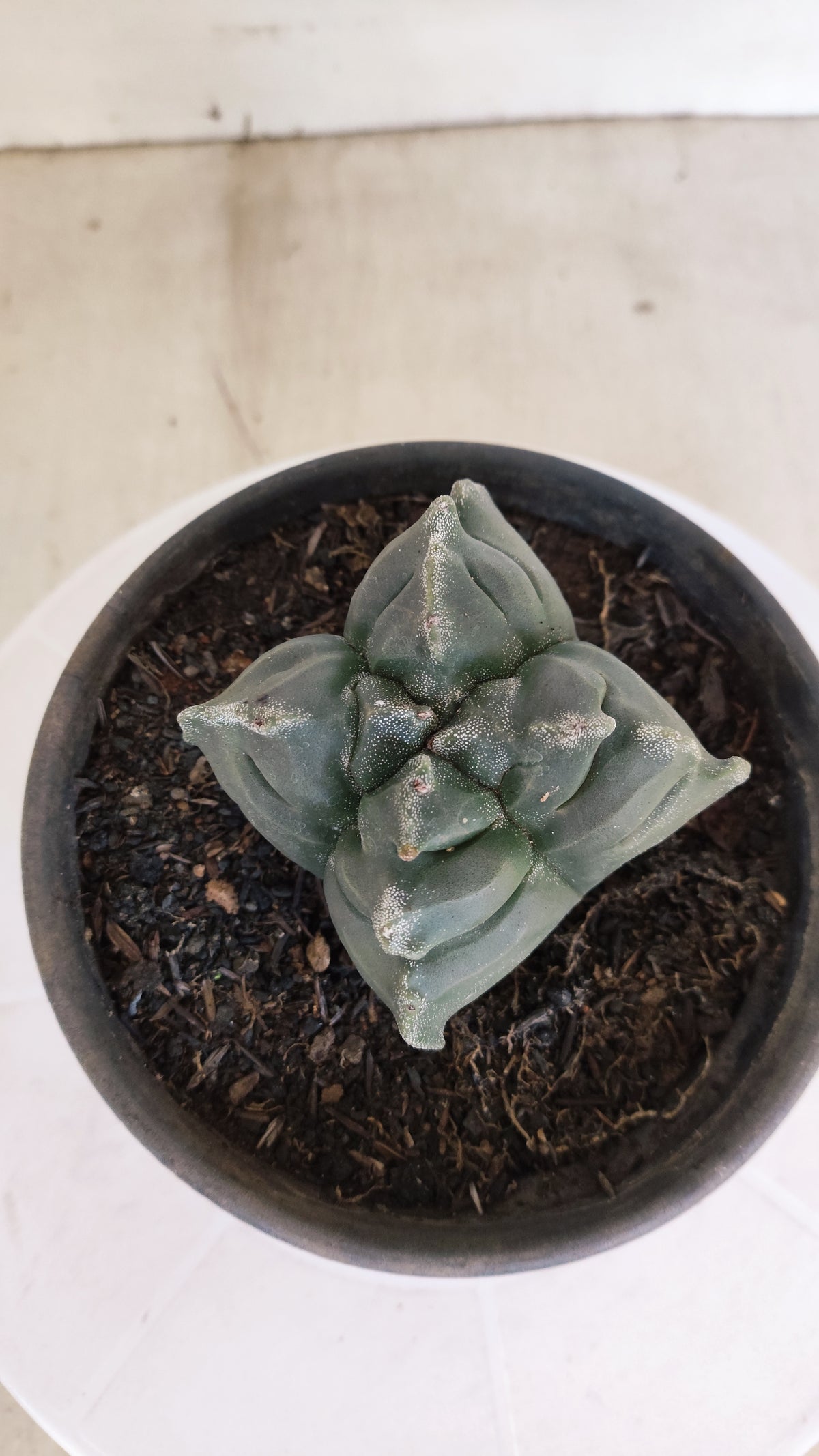 MATRIZ ASTROPHYTUM cv KIKKO "4 Quinas"  Nº 1172 – vaso 15