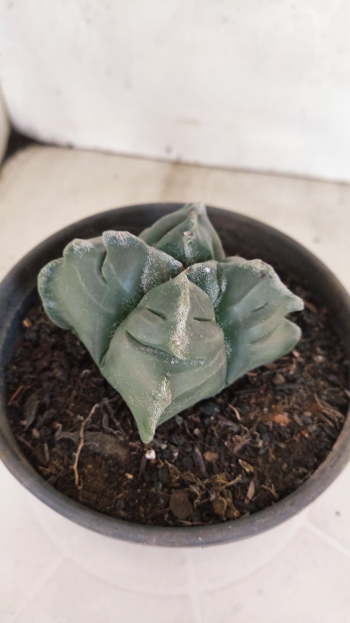 MATRIZ ASTROPHYTUM cv KIKKO "4 Quinas"  Nº 1172 – vaso 15
