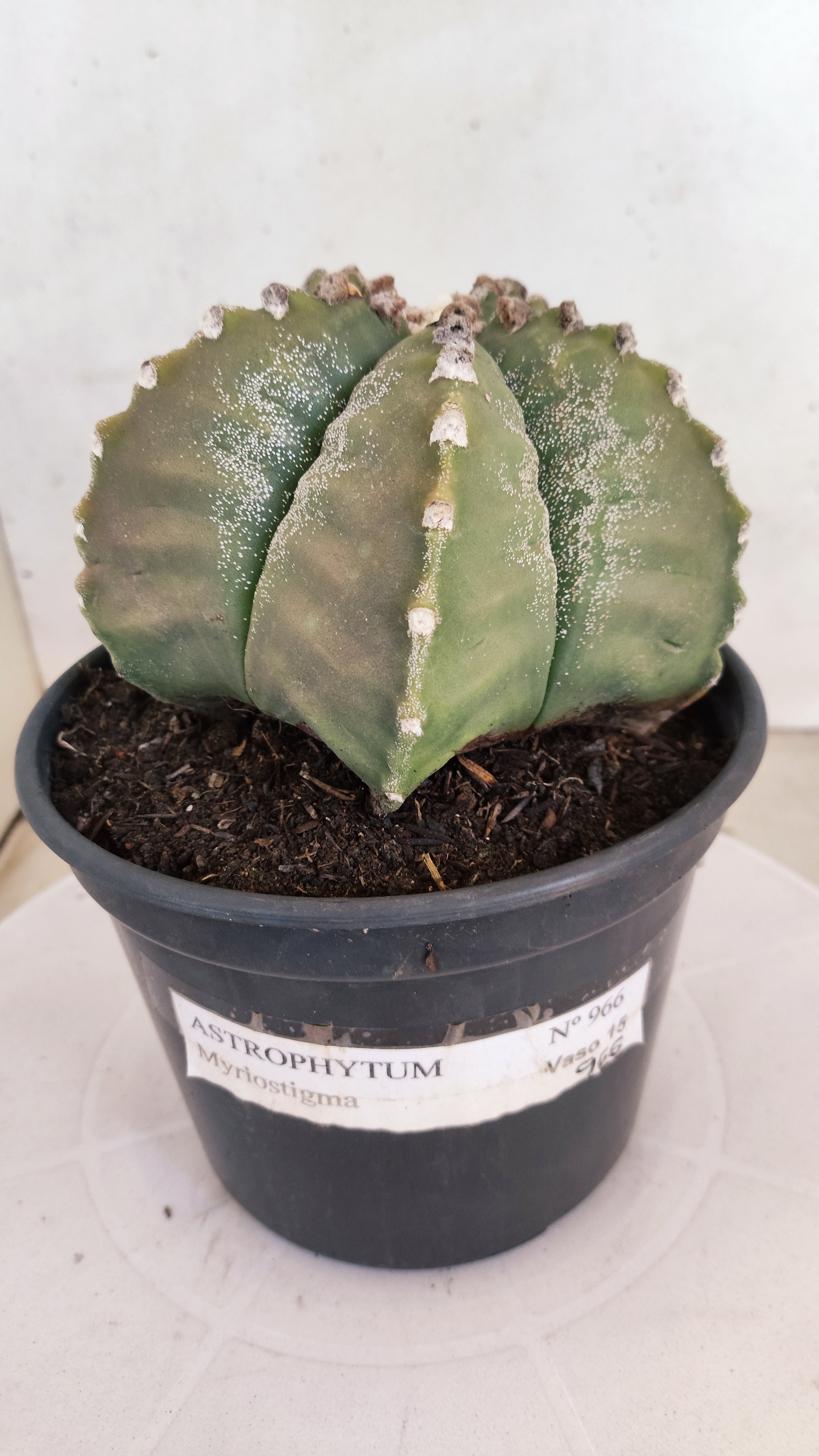 MATRIZ ASTROPHYTUM cv KIKKO  Nº 966 – vaso 15