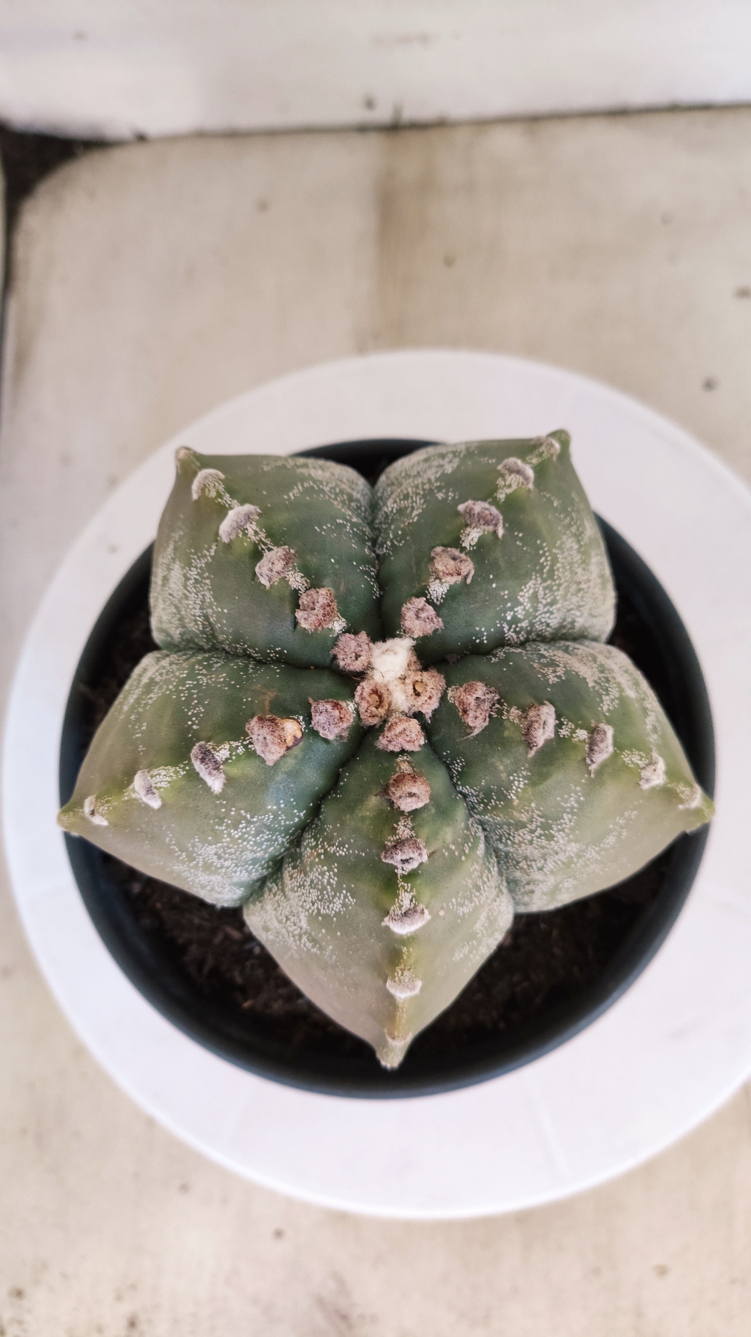 MATRIZ ASTROPHYTUM cv KIKKO  Nº 966 – vaso 15