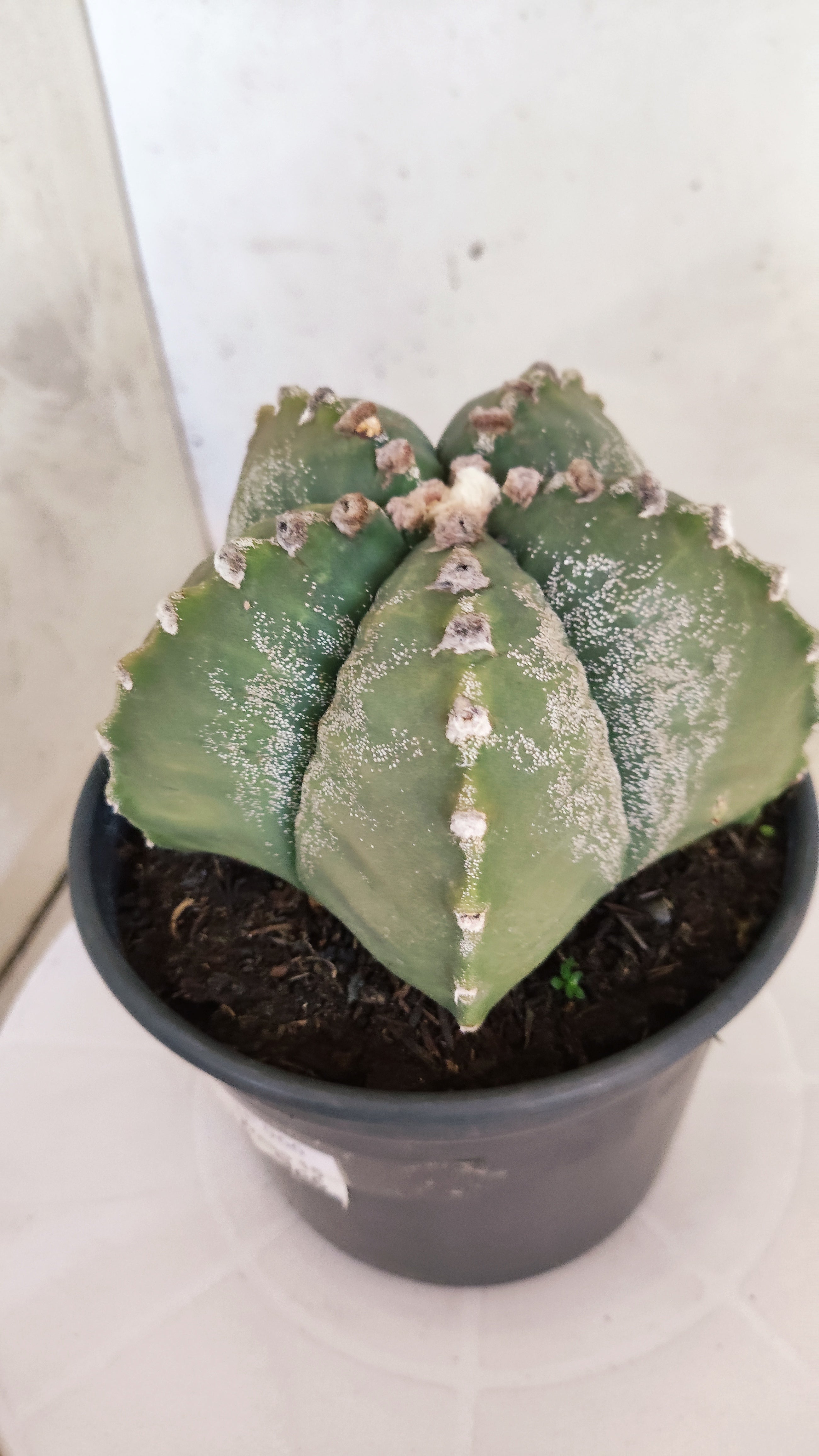 MATRIZ ASTROPHYTUM cv KIKKO  Nº 966 – vaso 15