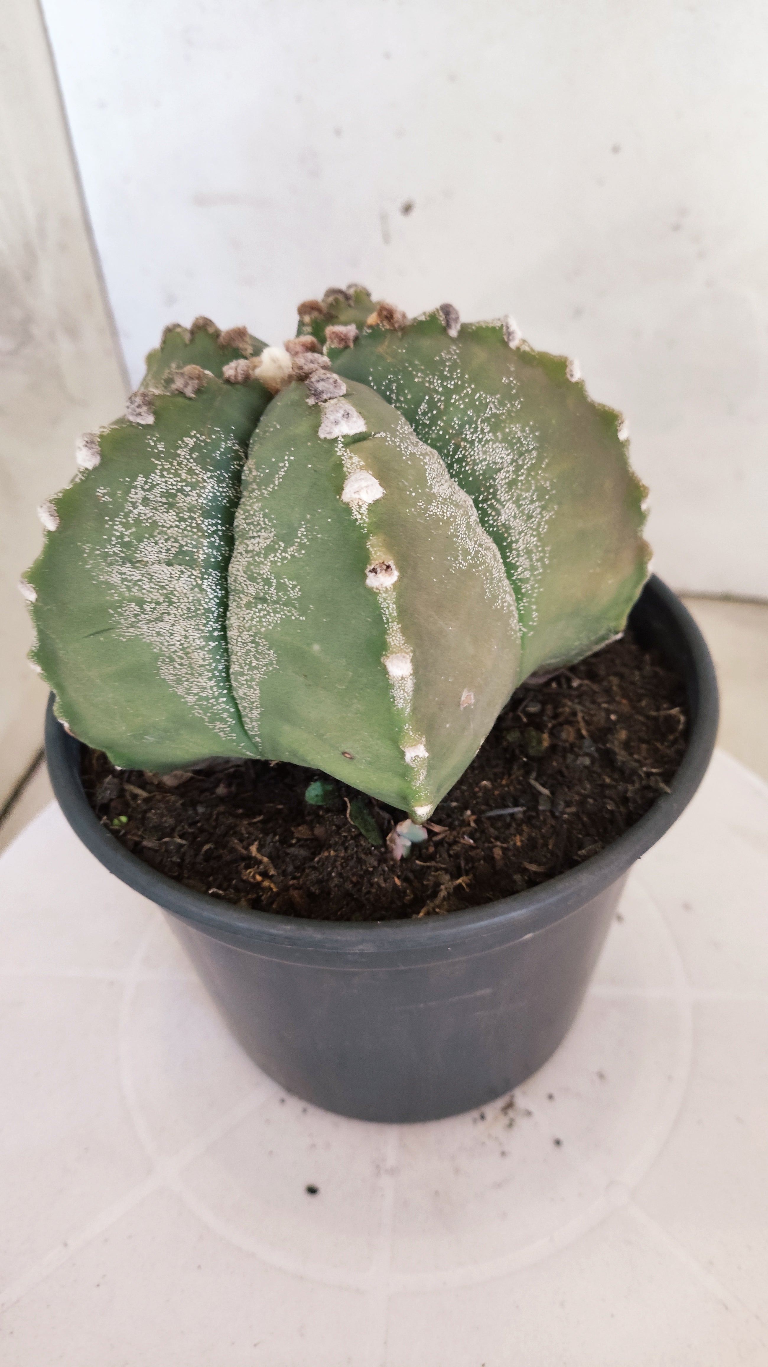 MATRIZ ASTROPHYTUM cv KIKKO  Nº 966 – vaso 15