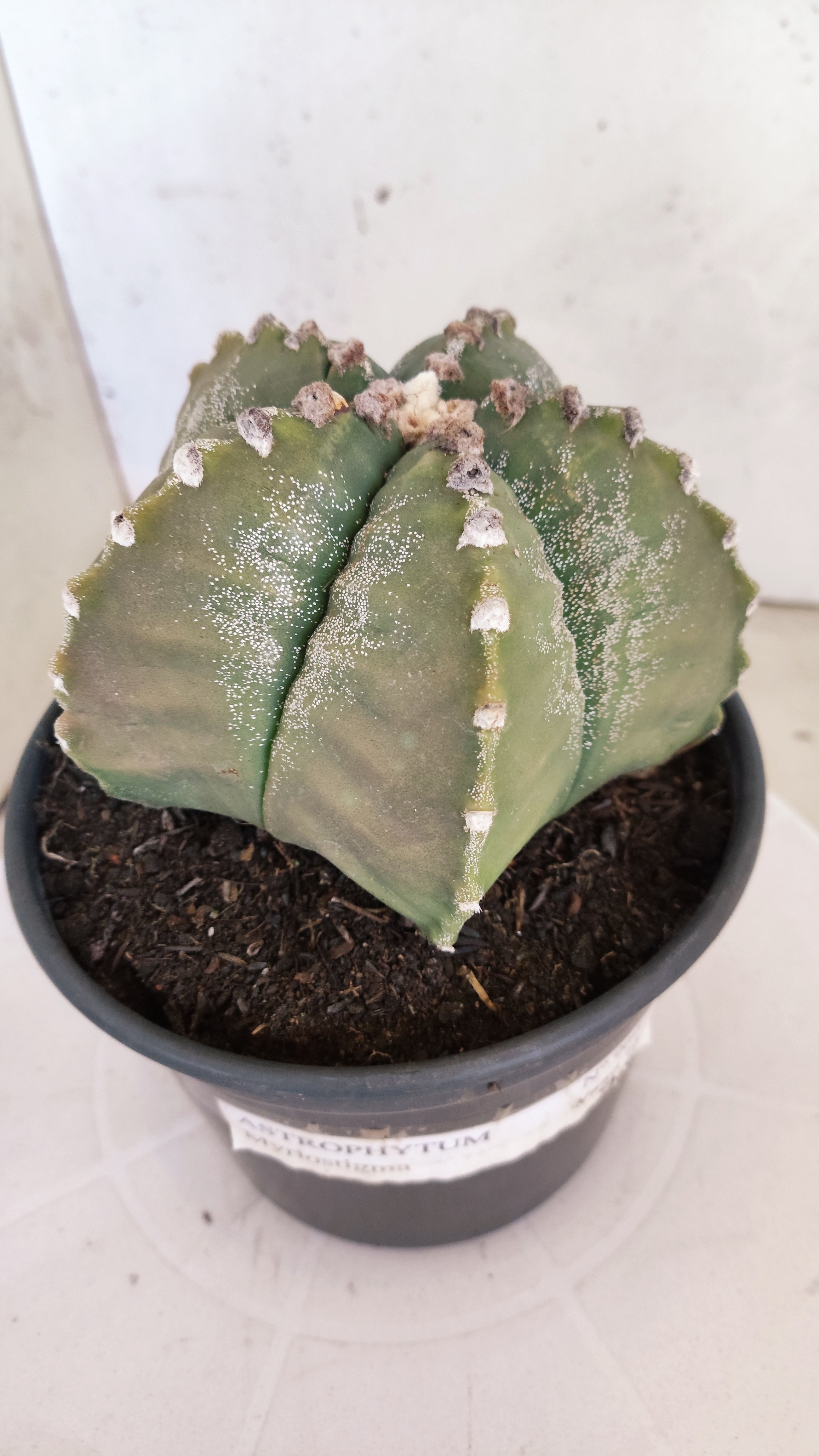 MATRIZ ASTROPHYTUM cv KIKKO  Nº 966 – vaso 15