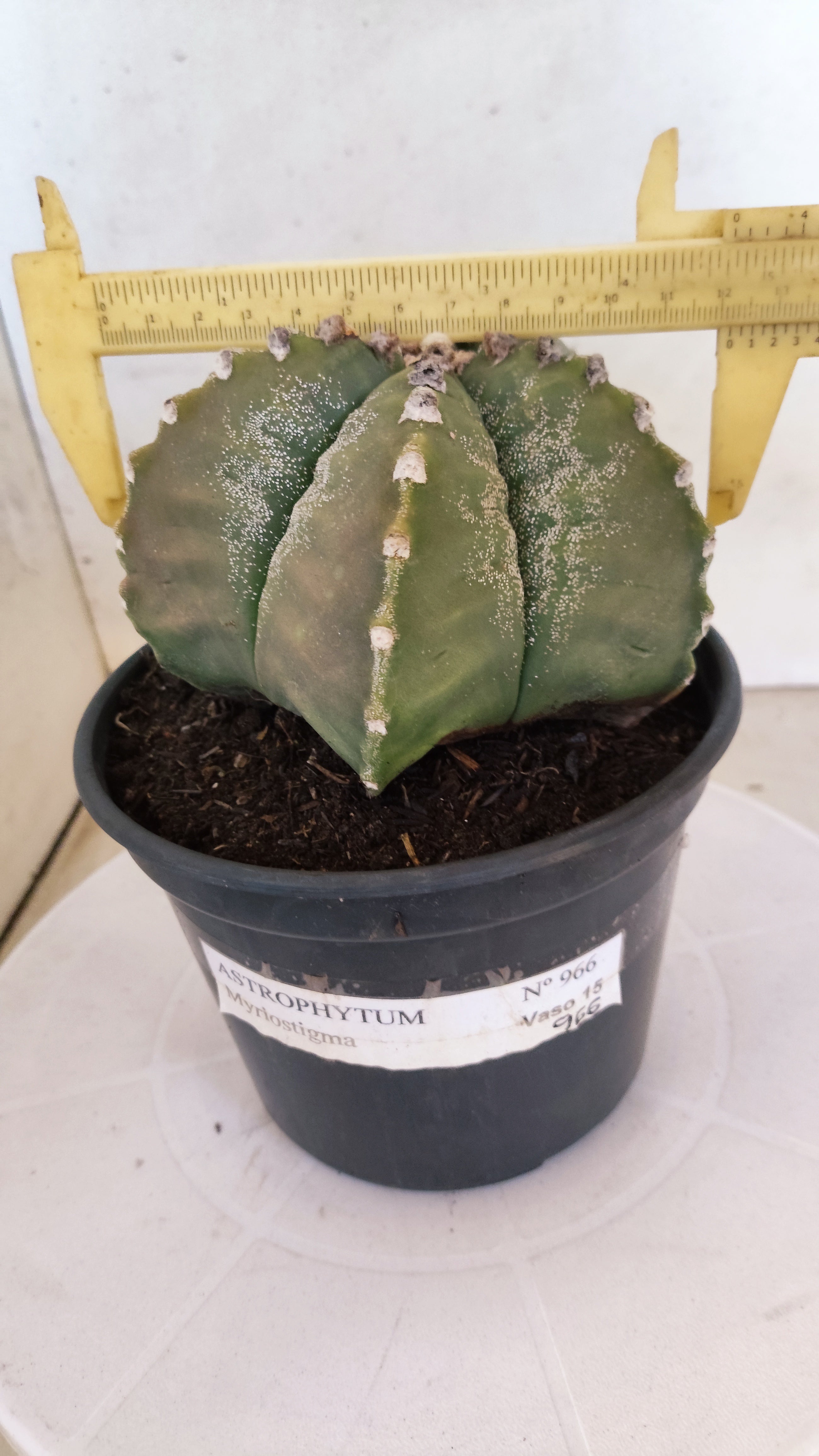 MATRIZ ASTROPHYTUM cv KIKKO  Nº 966 – vaso 15
