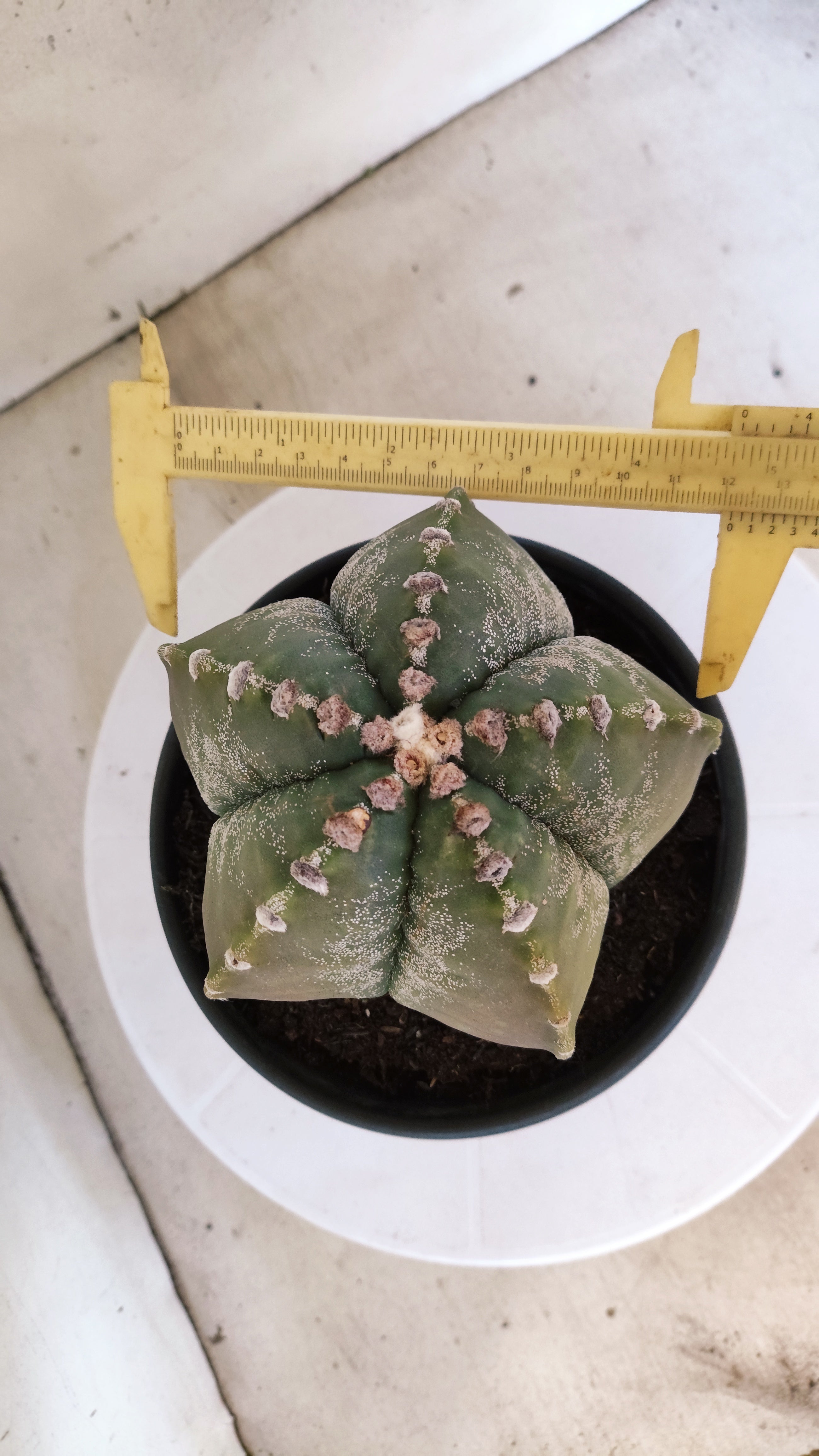 MATRIZ ASTROPHYTUM cv KIKKO  Nº 966 – vaso 15