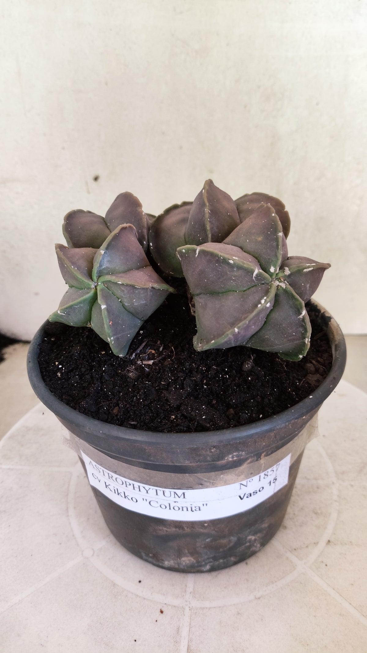 ASTROPHYTUM Myriostigma cv Kikko "COLONIA"  Nº 1857 – vaso 15