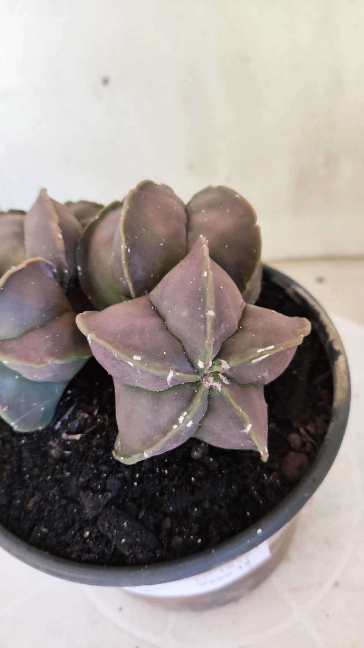 ASTROPHYTUM Myriostigma cv Kikko "COLONIA"  Nº 1857 – vaso 15