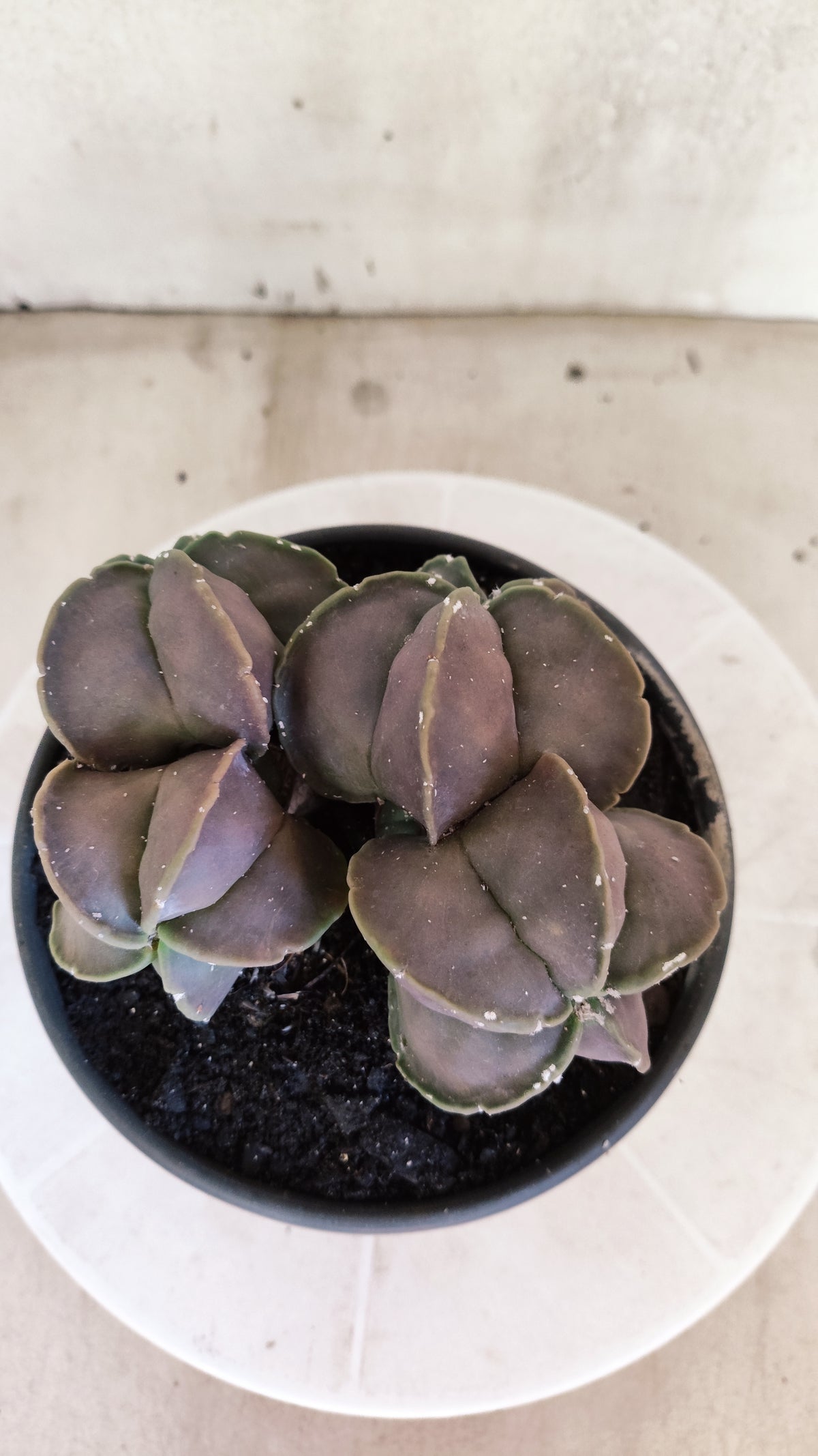 ASTROPHYTUM Myriostigma cv Kikko "COLONIA"  Nº 1857 – vaso 15