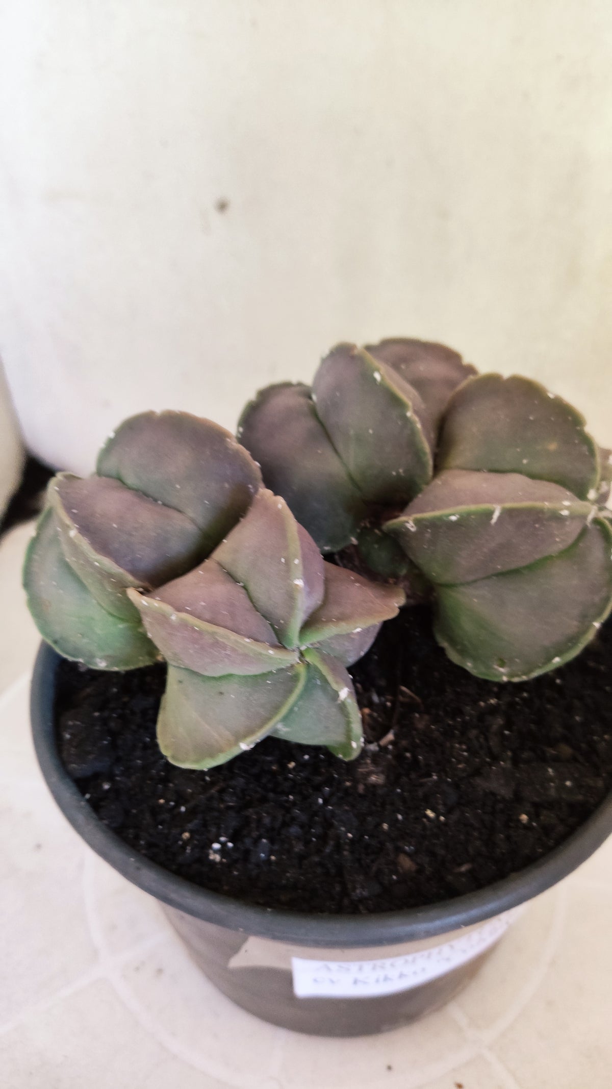 ASTROPHYTUM Myriostigma cv Kikko "COLONIA"  Nº 1857 – vaso 15