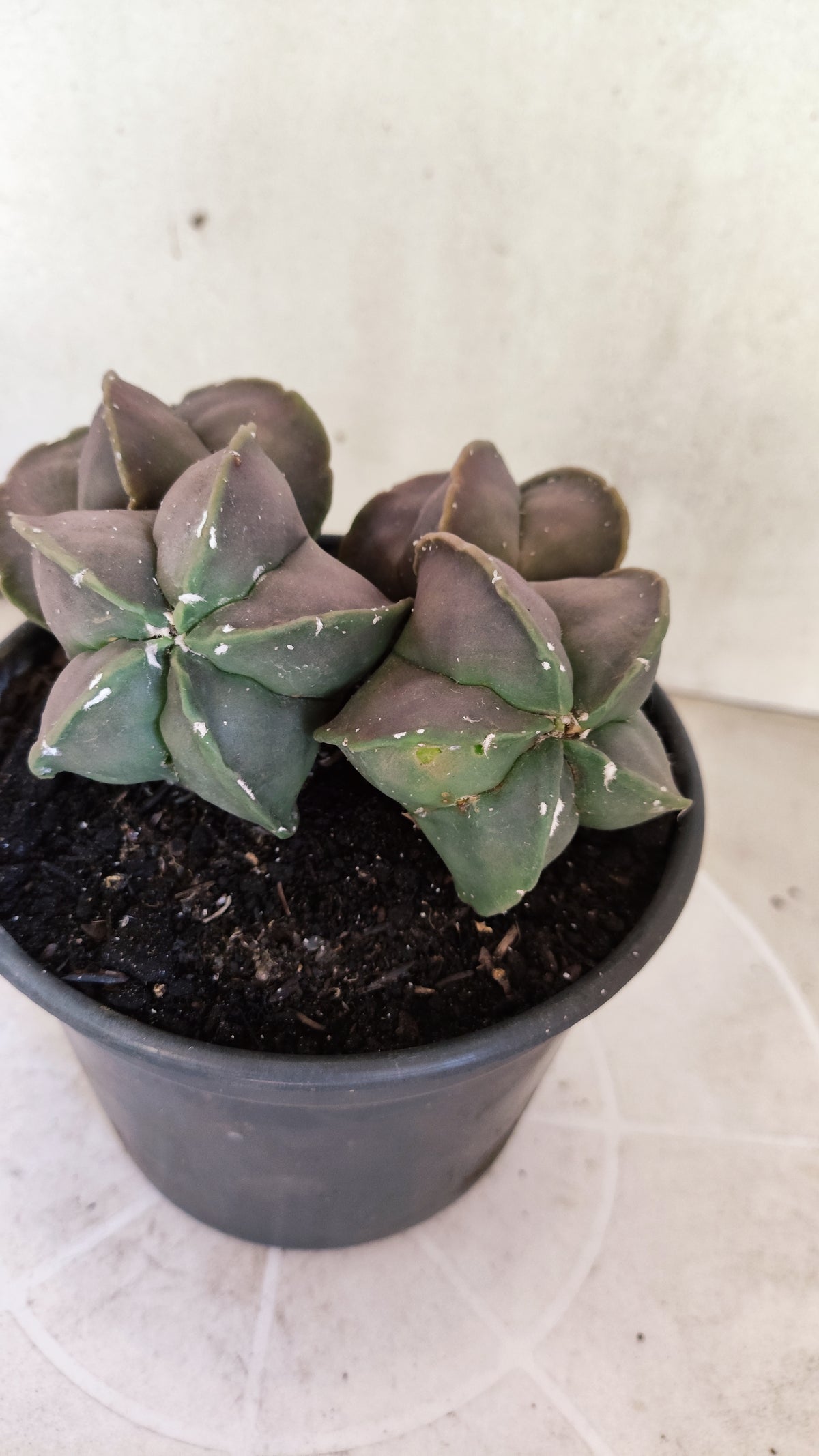 ASTROPHYTUM Myriostigma cv Kikko "COLONIA"  Nº 1857 – vaso 15
