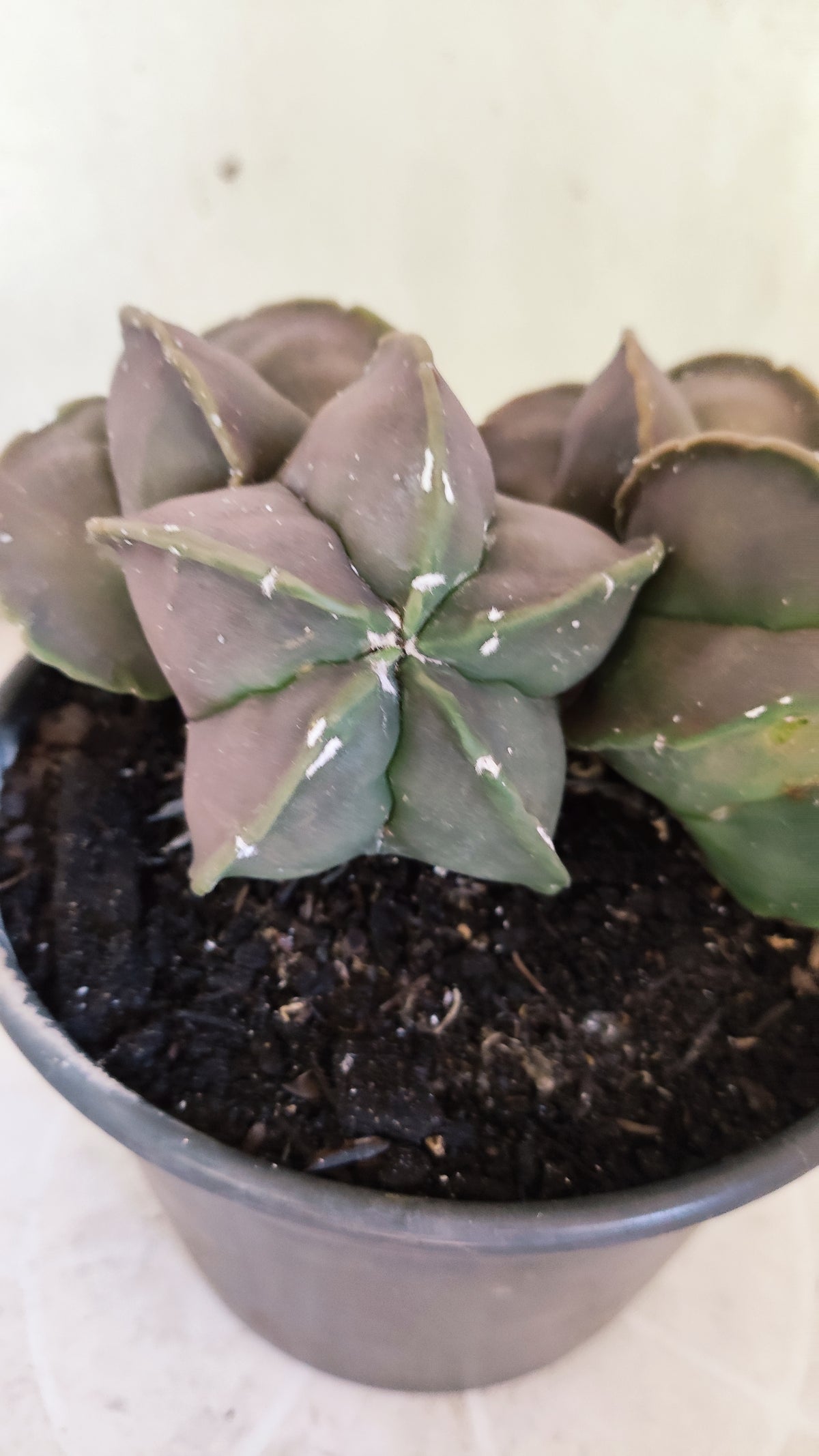 ASTROPHYTUM Myriostigma cv Kikko "COLONIA"  Nº 1857 – vaso 15