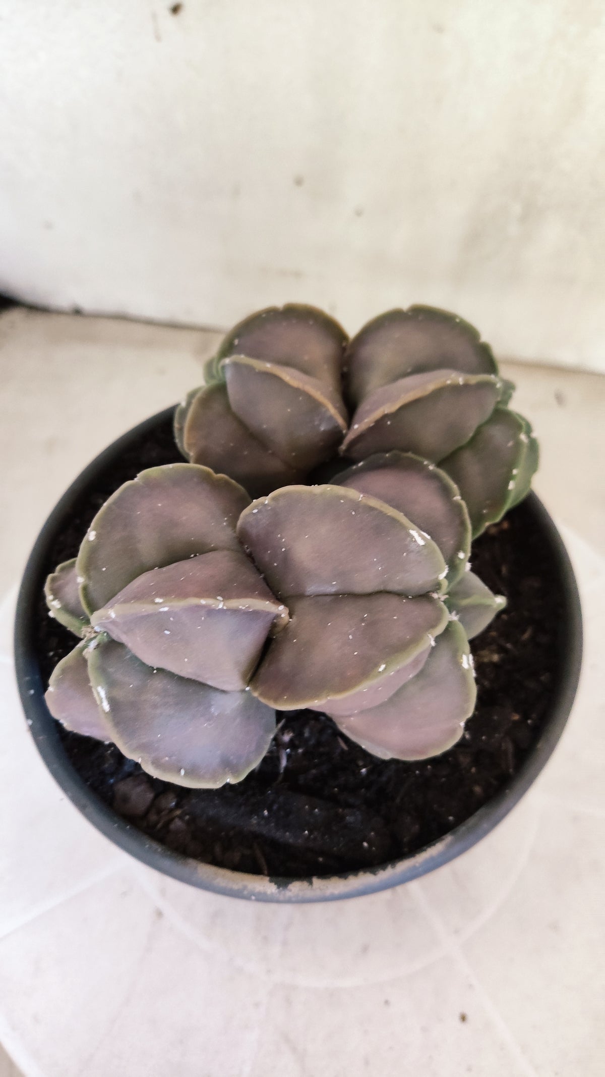 ASTROPHYTUM Myriostigma cv Kikko "COLONIA"  Nº 1857 – vaso 15