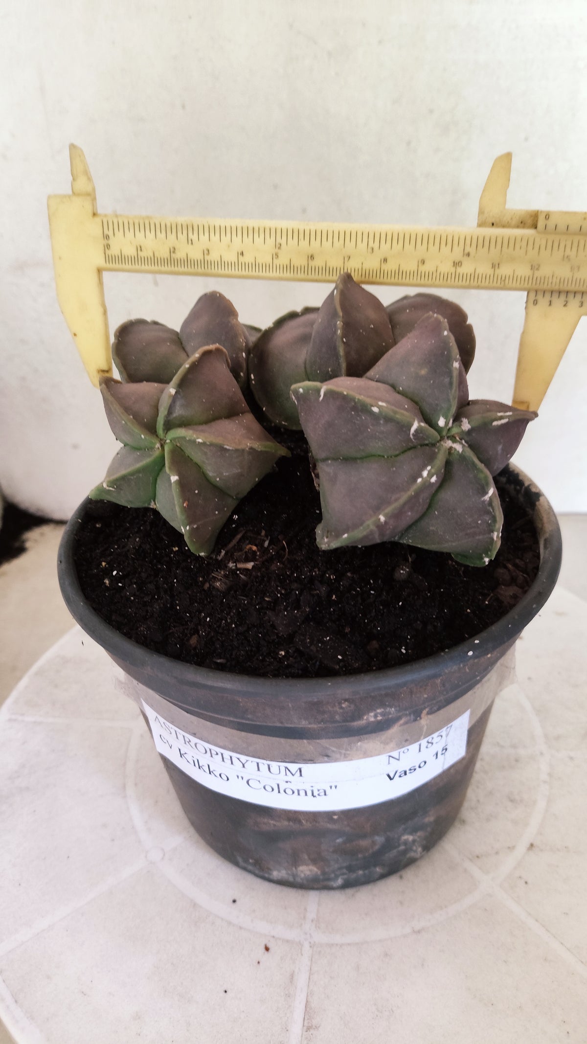 ASTROPHYTUM Myriostigma cv Kikko "COLONIA"  Nº 1857 – vaso 15