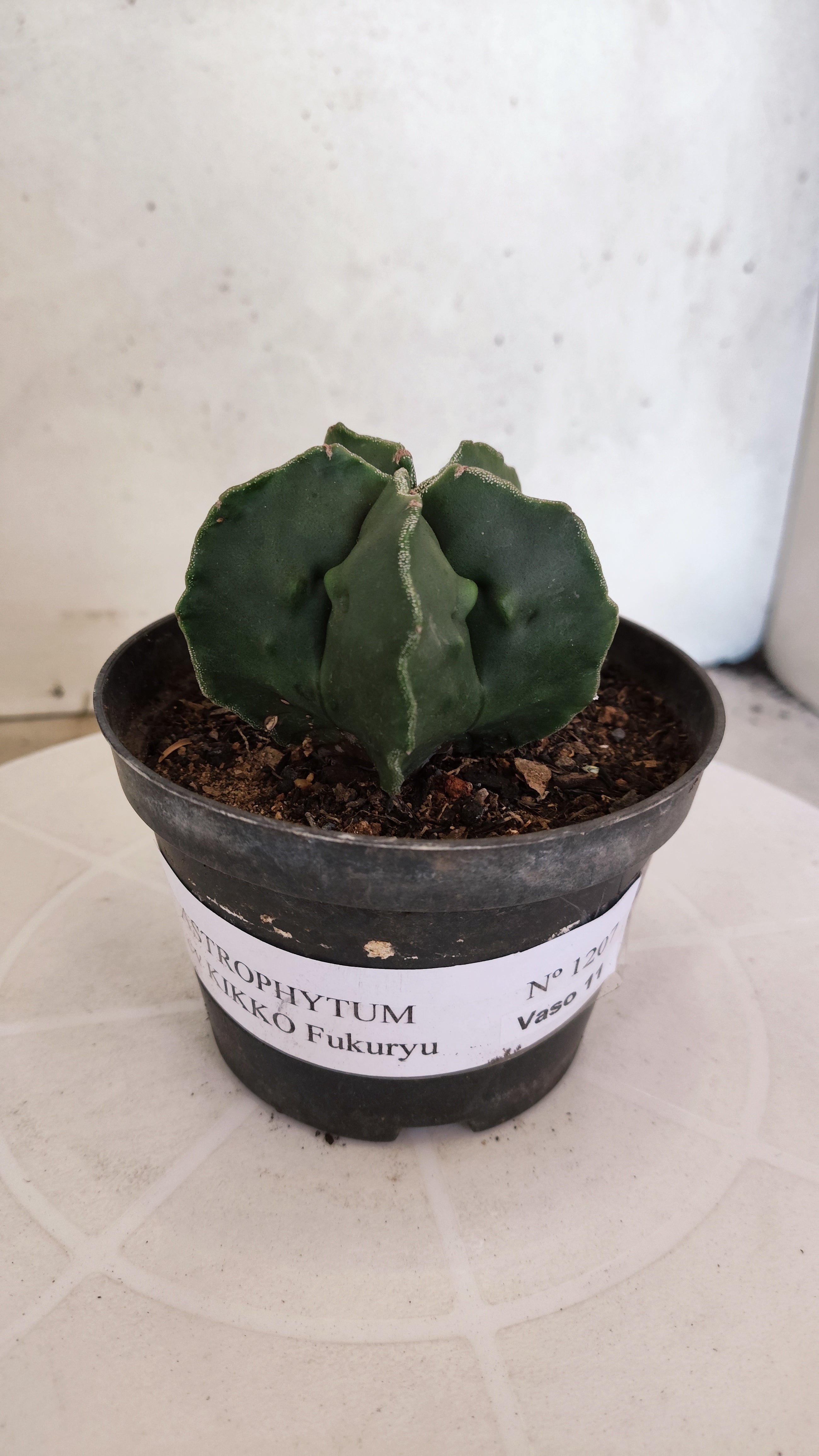 ASTROPHYTUM cv KIKKO "Fukuryu"  Nº 1207 – vaso 11