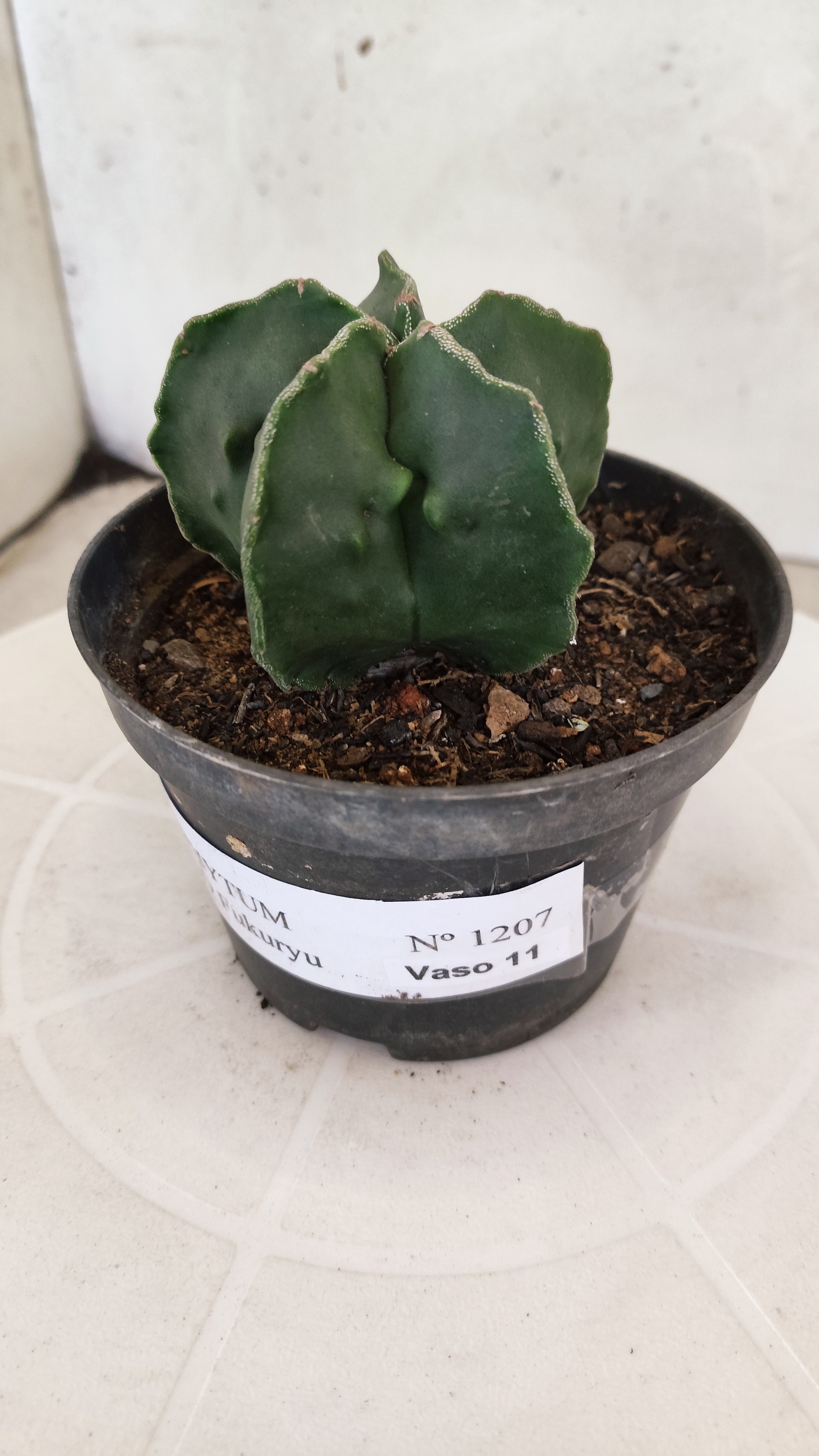 ASTROPHYTUM cv KIKKO "Fukuryu"  Nº 1207 – vaso 11