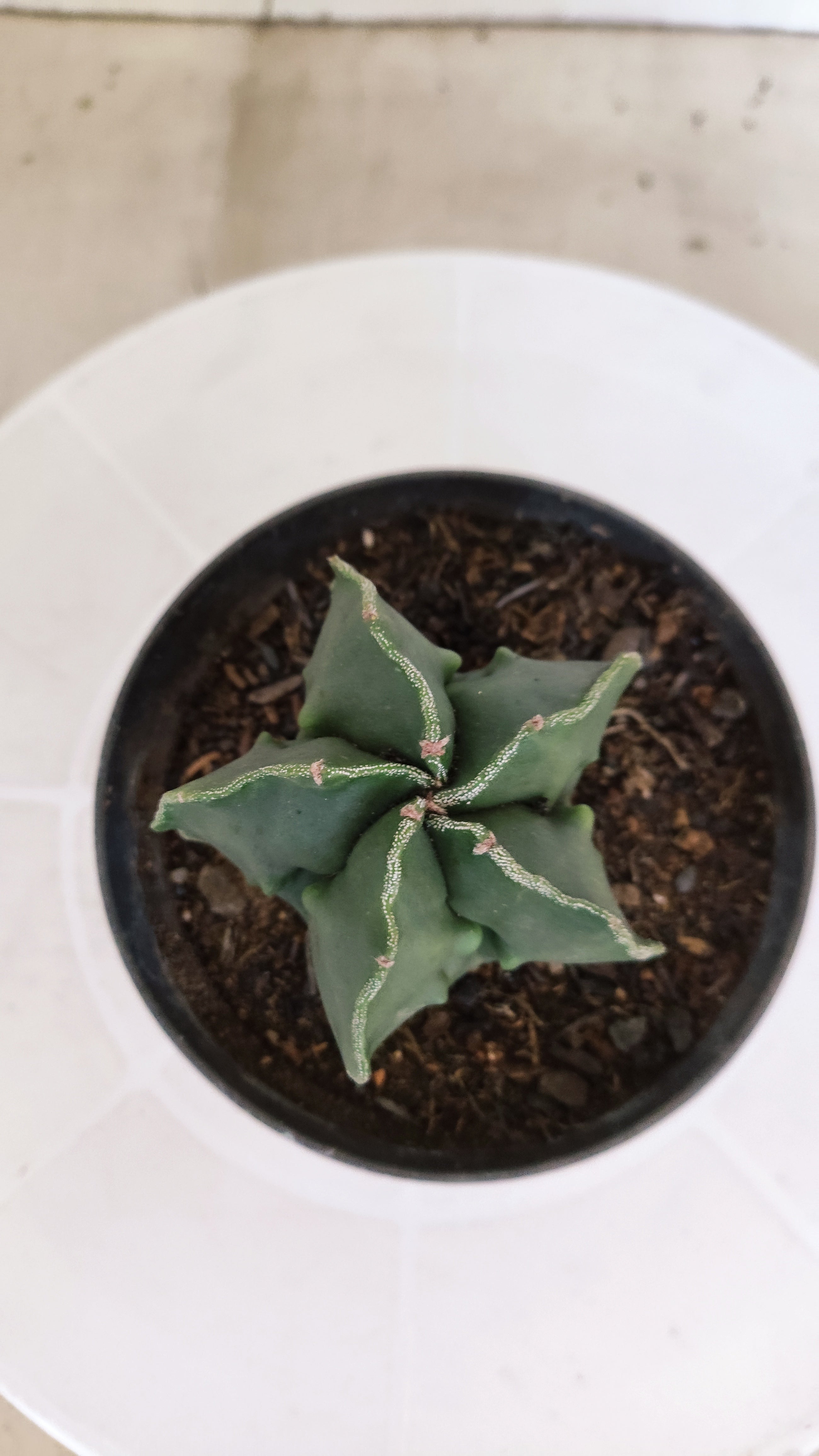 ASTROPHYTUM cv KIKKO "Fukuryu"  Nº 1207 – vaso 11