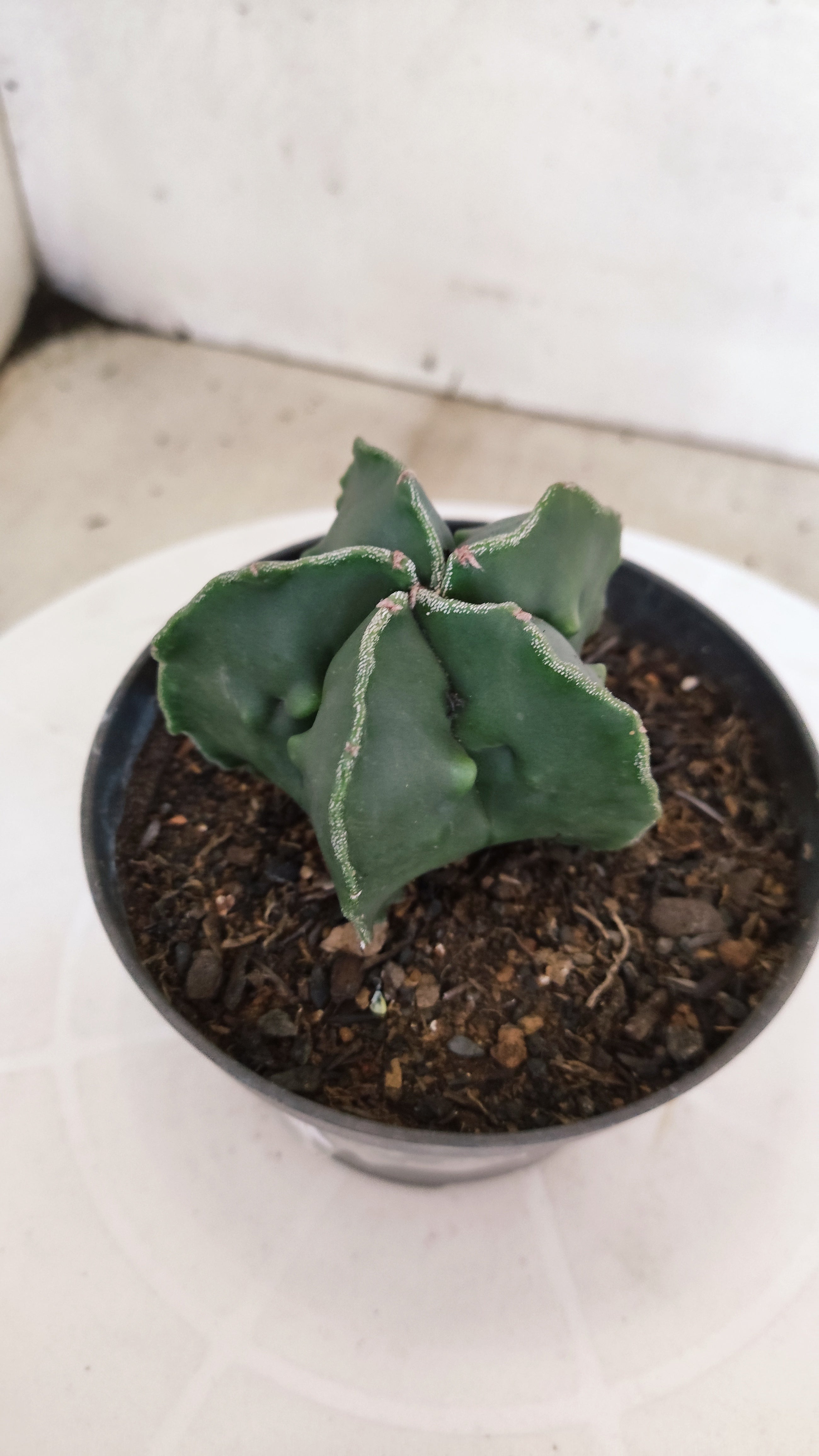 ASTROPHYTUM cv KIKKO "Fukuryu"  Nº 1207 – vaso 11