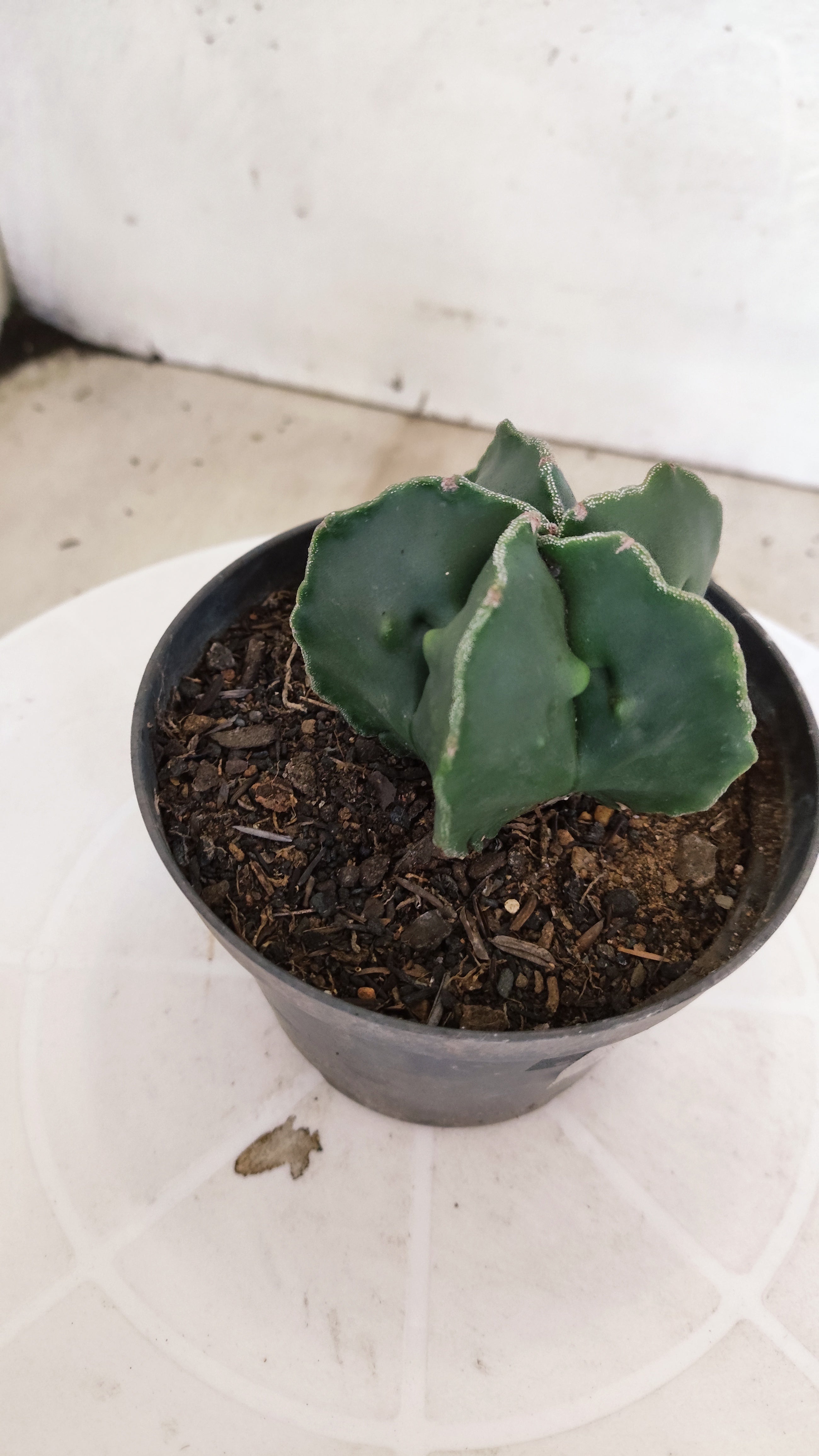 ASTROPHYTUM cv KIKKO "Fukuryu"  Nº 1207 – vaso 11